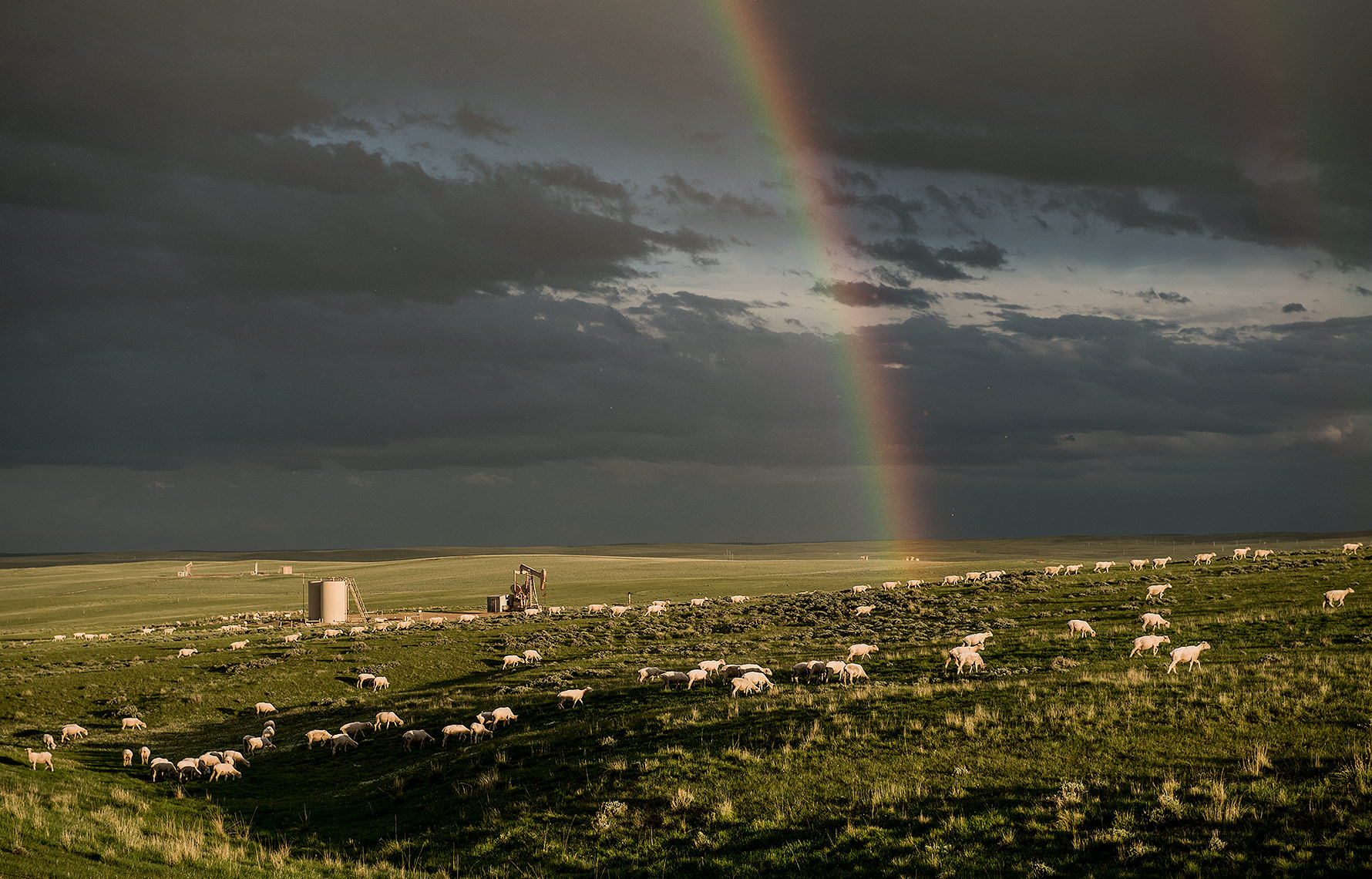Rainbow and Sheep Herd on Oilfield