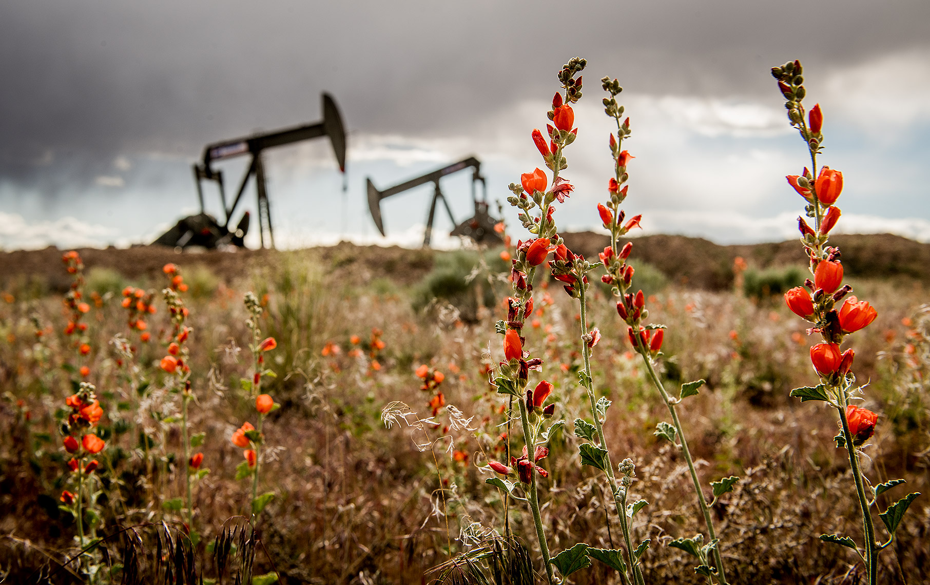 Flowers in Oilfield Photograph