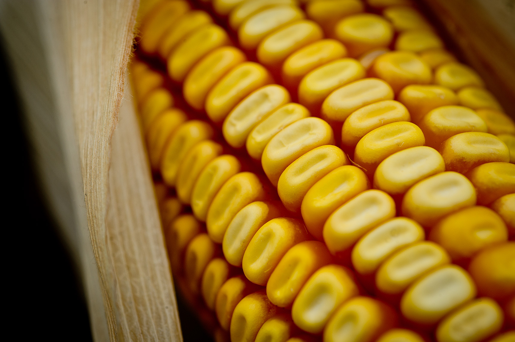 Ear of Corn Photograph