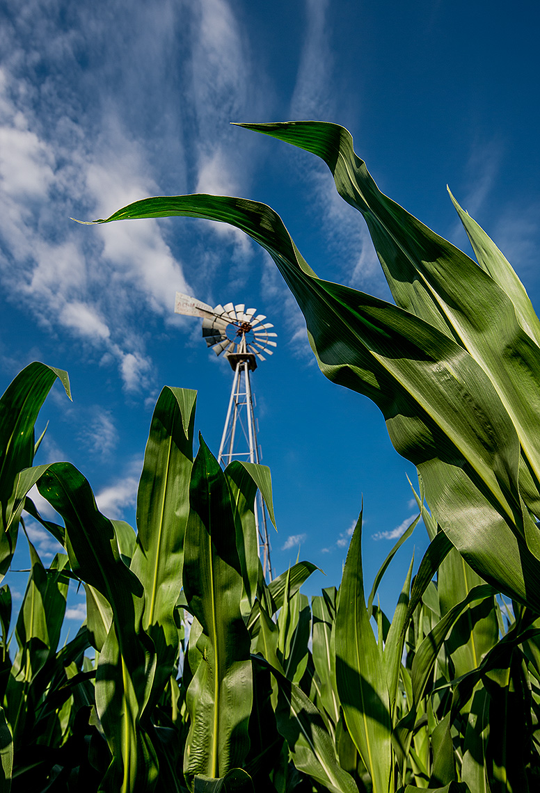 Windmill and Corn Leaves Photograph