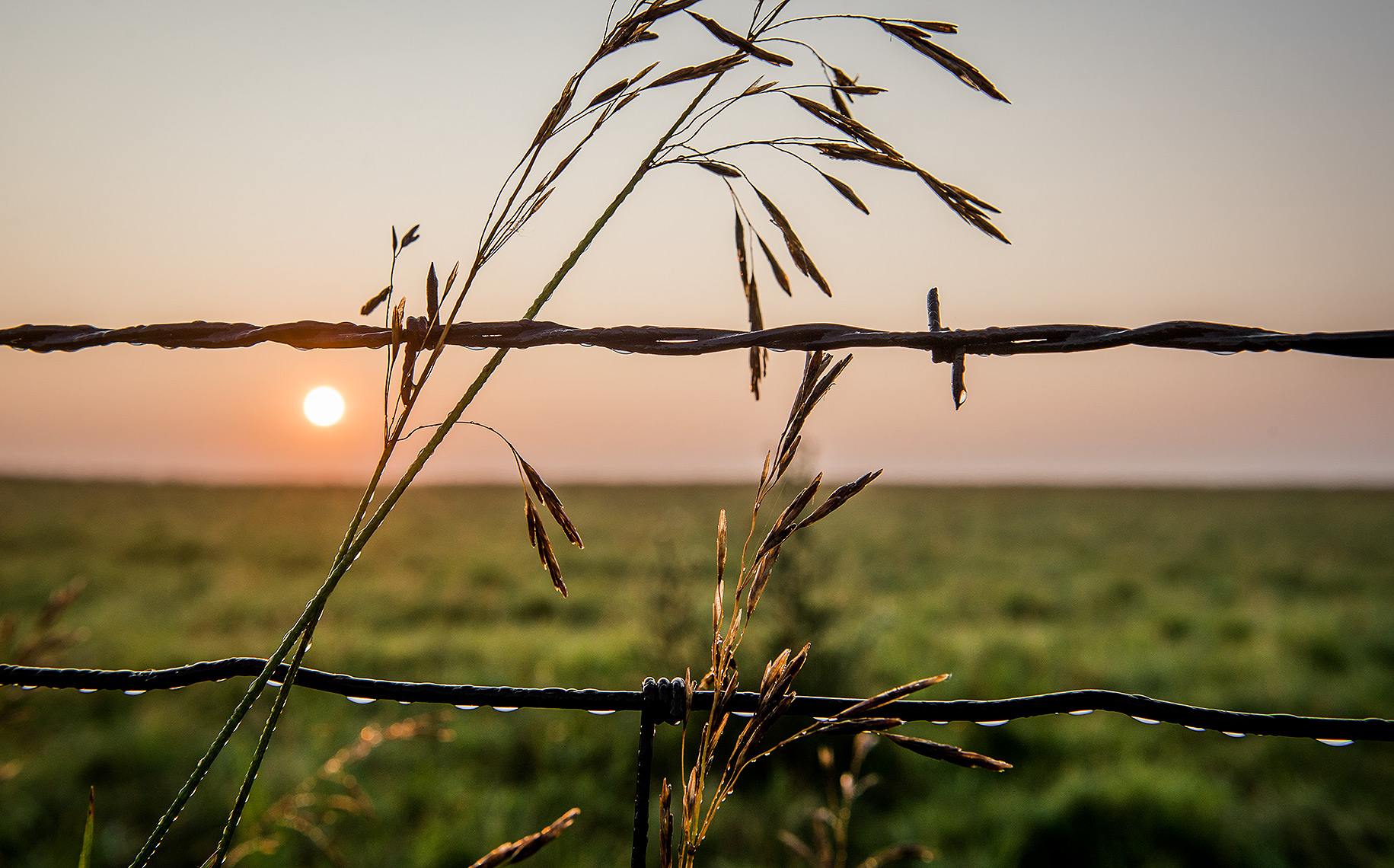 Barbed Wire Fence at Sunrise
