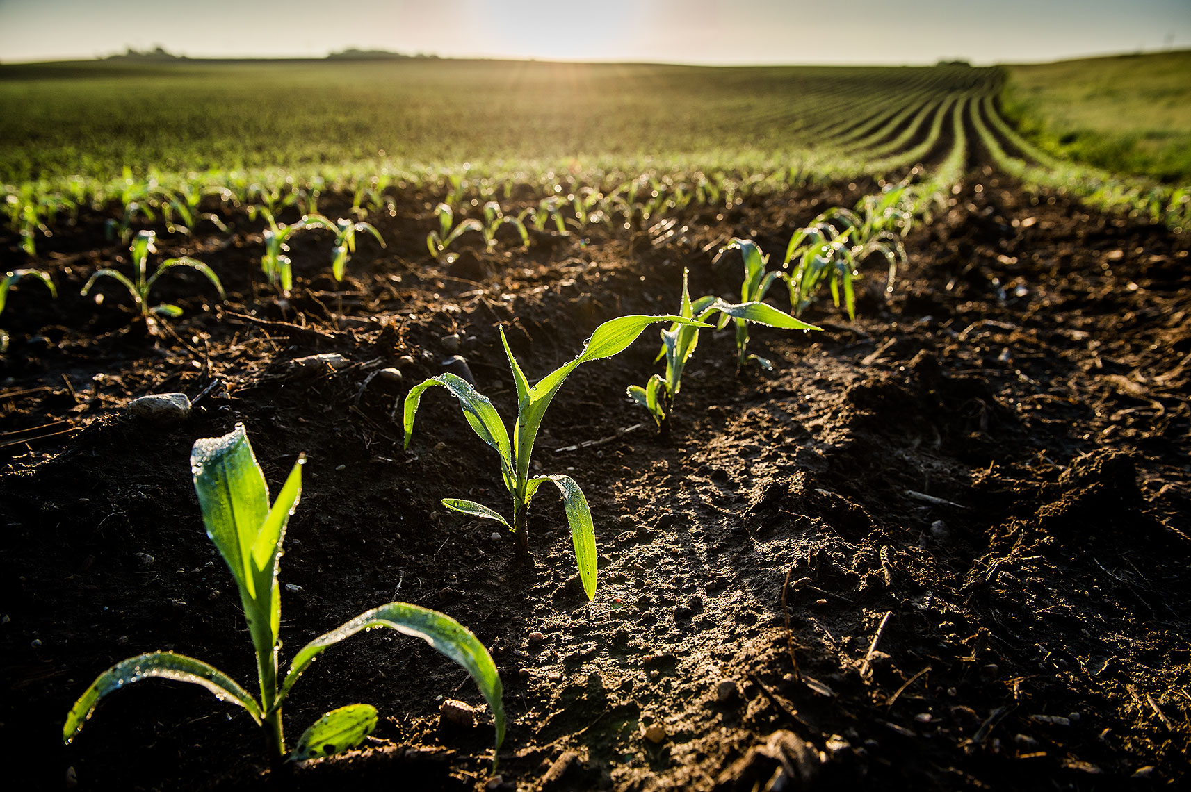Cornfield and Morning Dew Photo