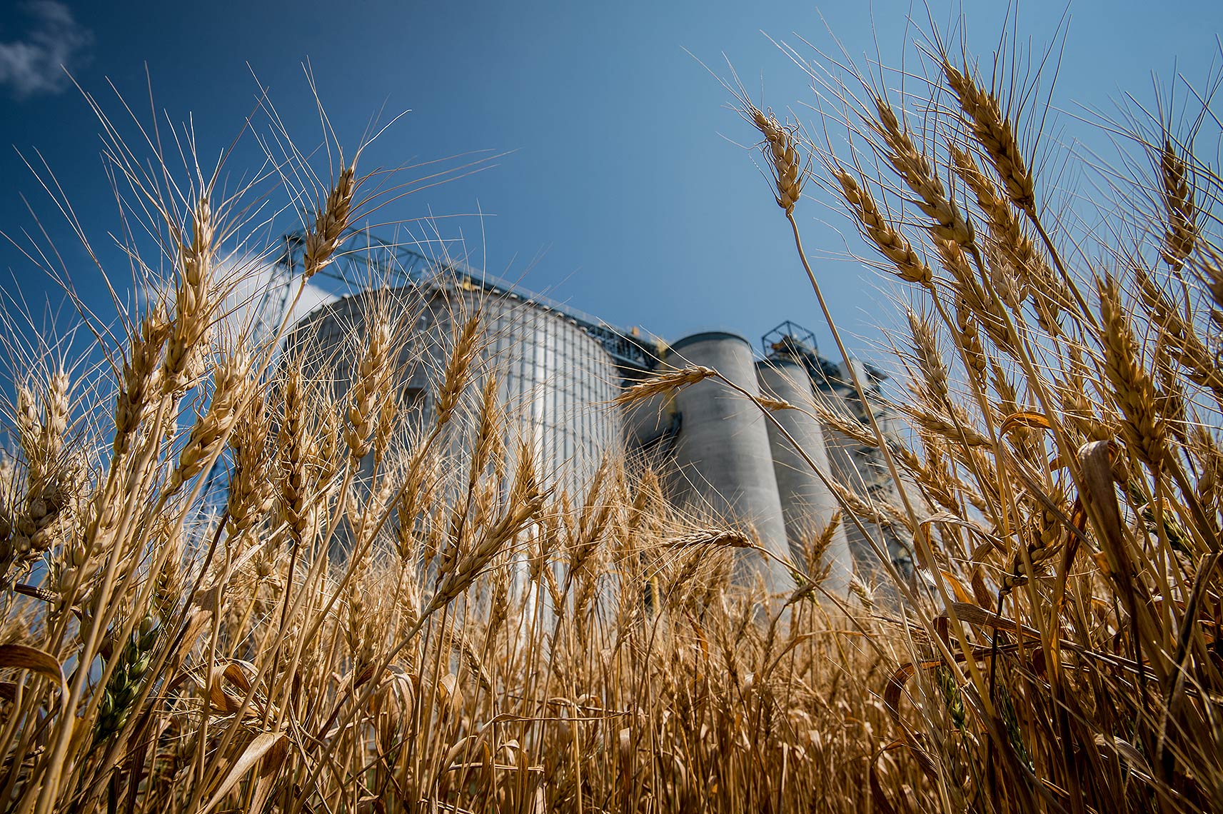 Grain Elevator and Wheat Field