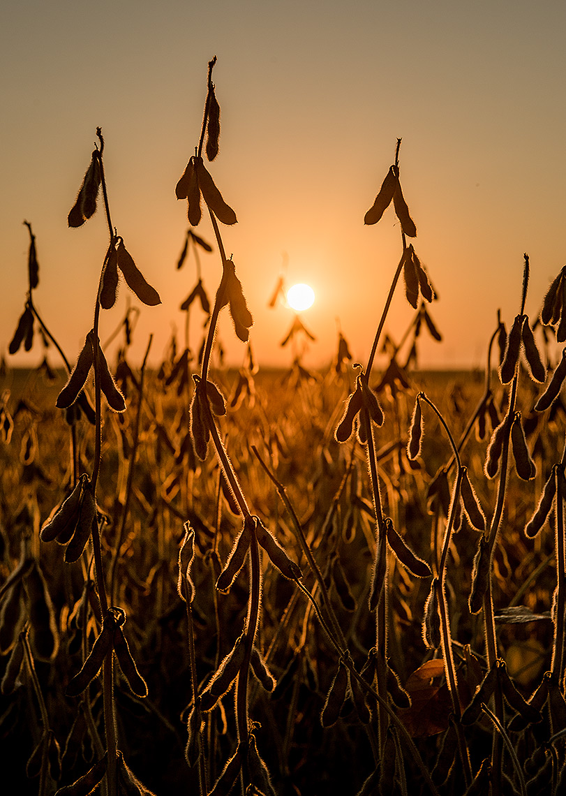 Soybean Field Photograph