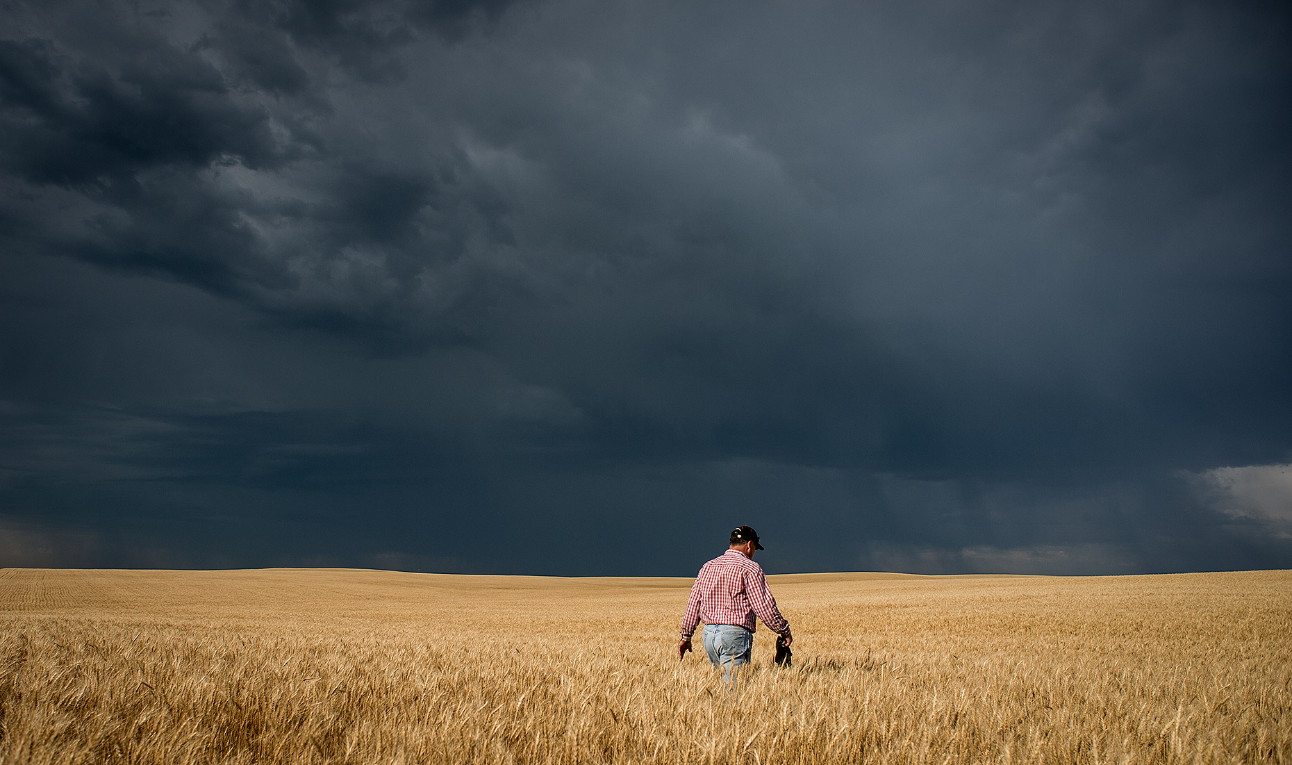 Farmer in Wheat Field with Thunderstorm