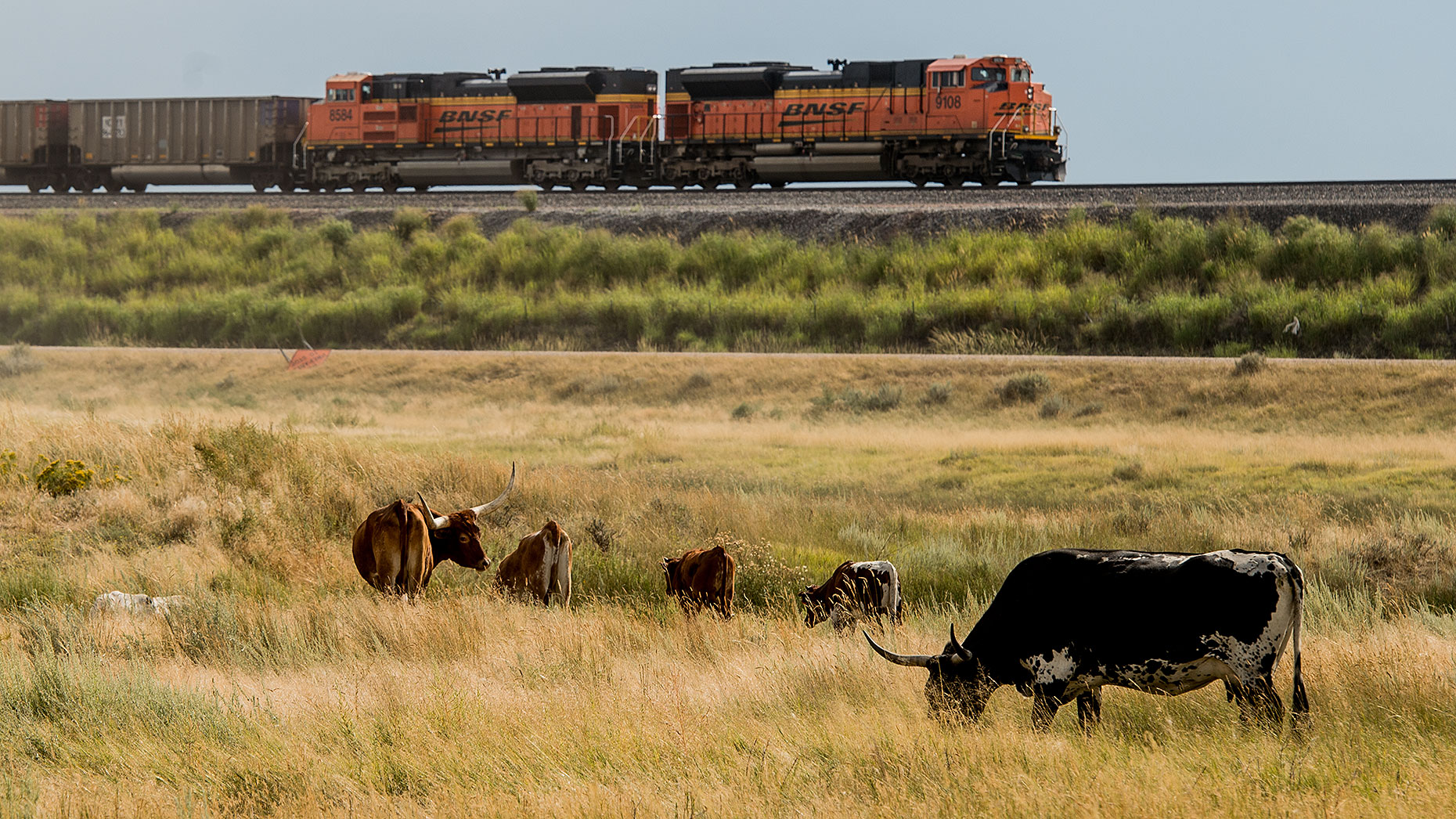 Railroad and Cattle Herd