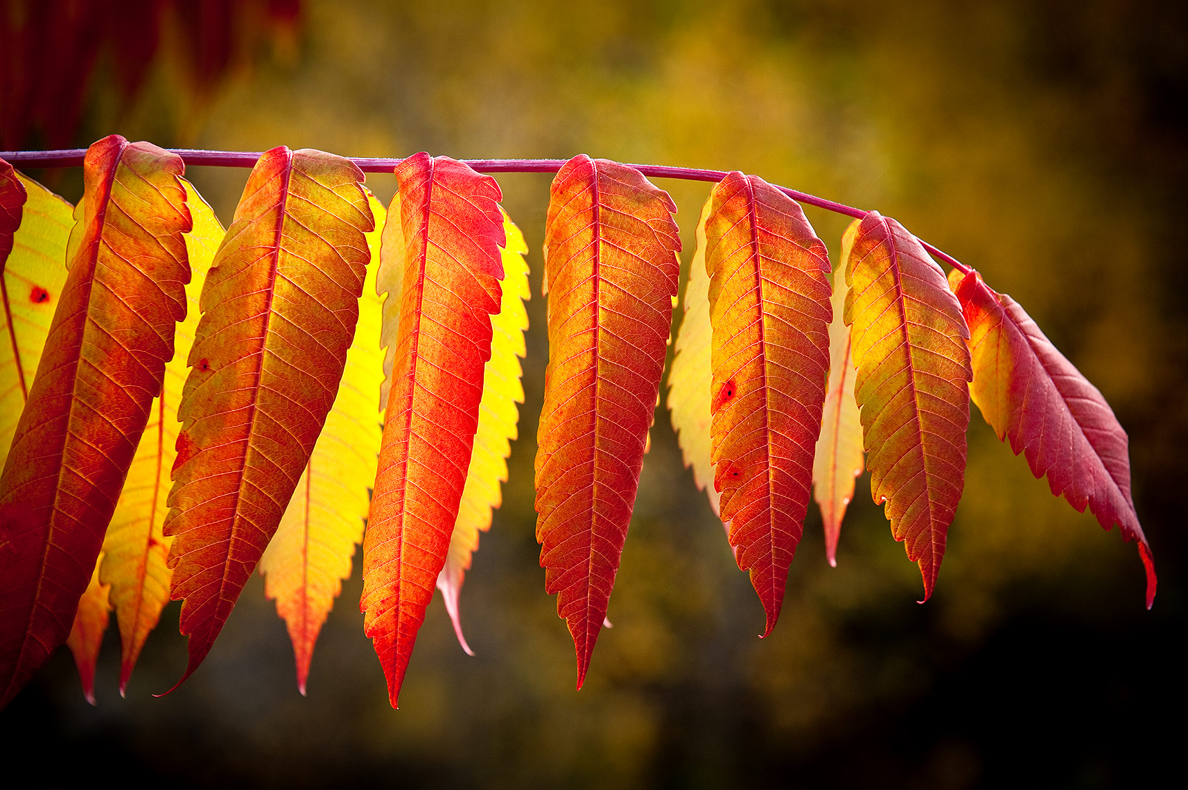 Sumac in the Black Hills Photo