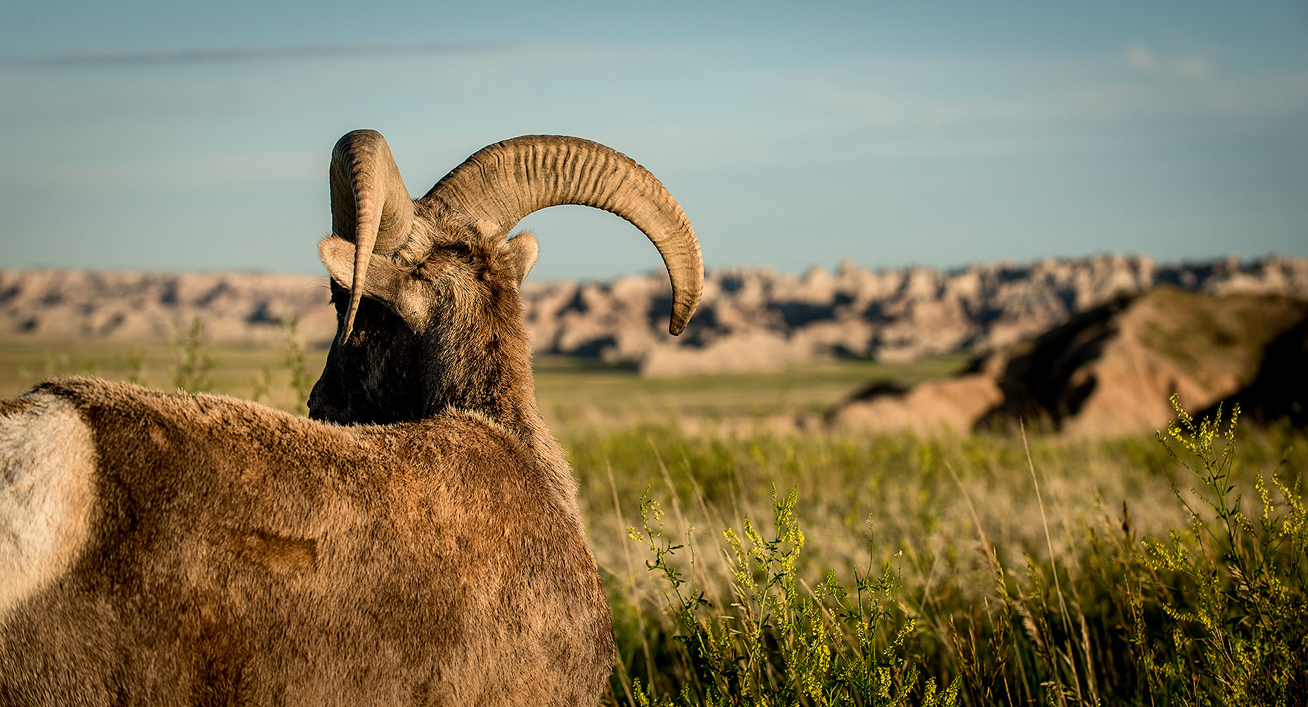 Bighorn Sheep Photograph