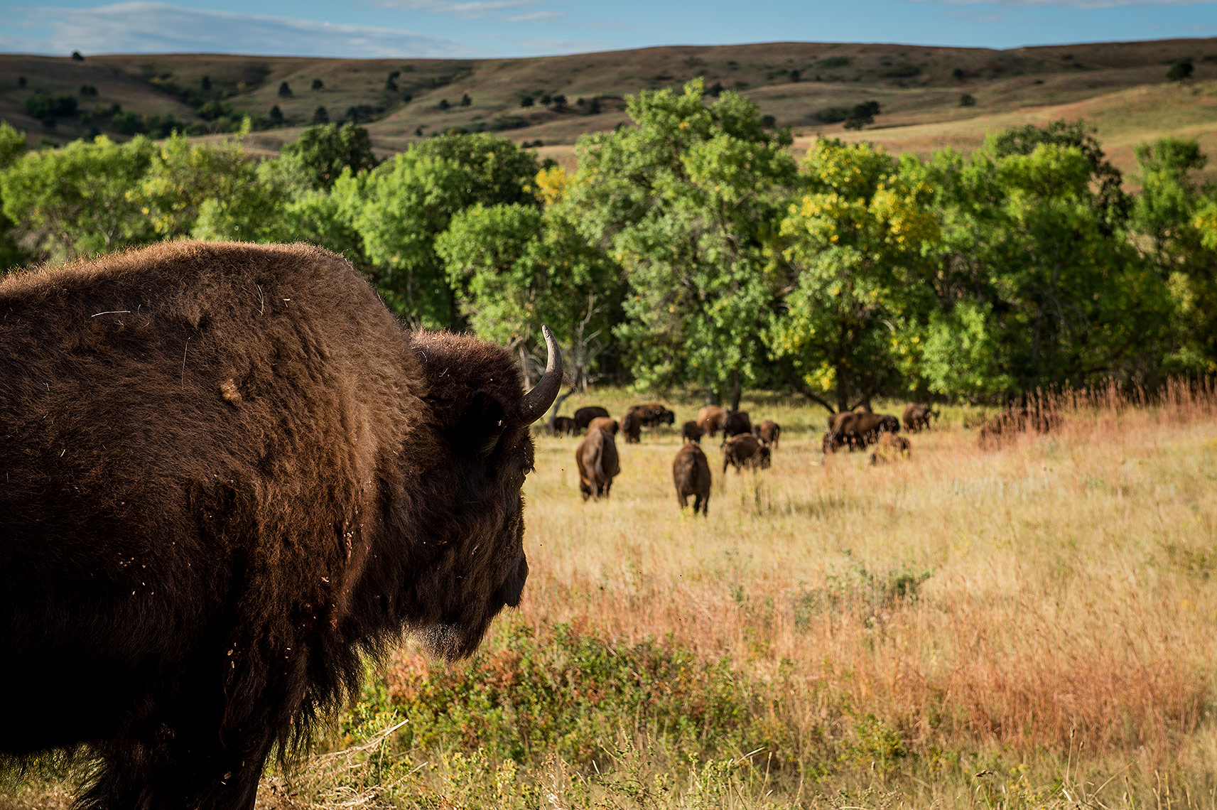 Bison and Buffalo Photography