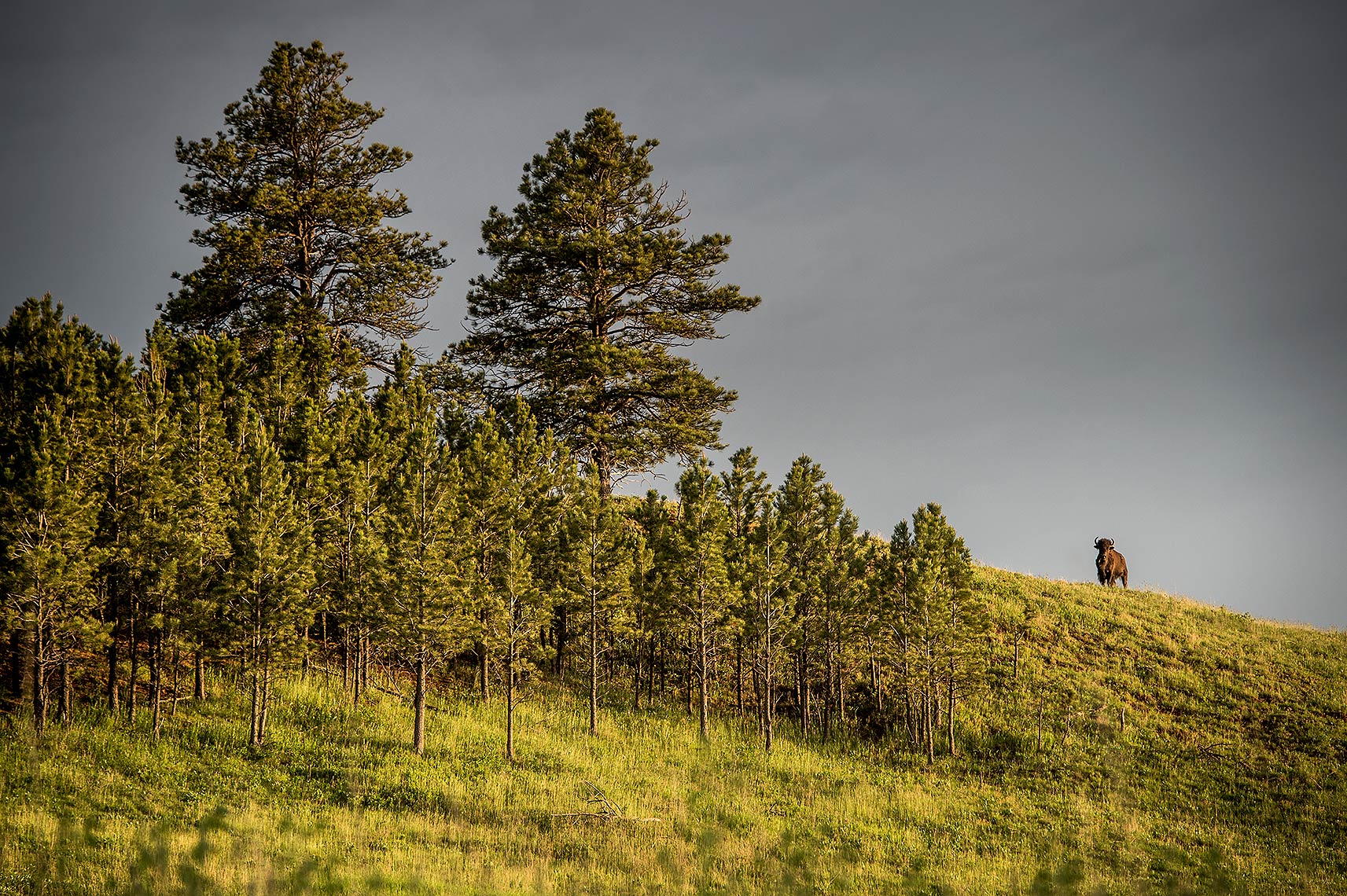 Custer State Park Photograph