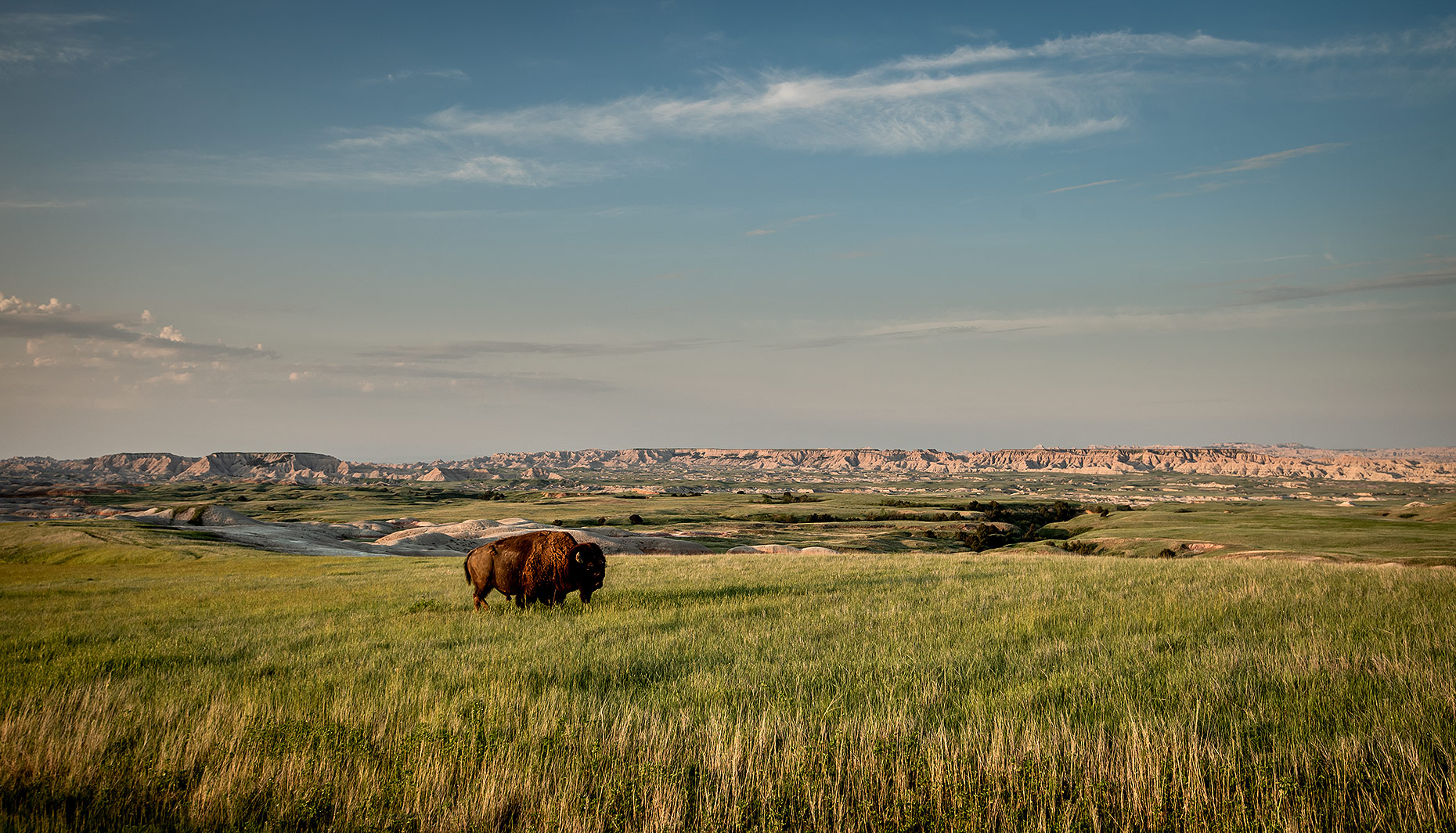 Bison and Badlands Photograph