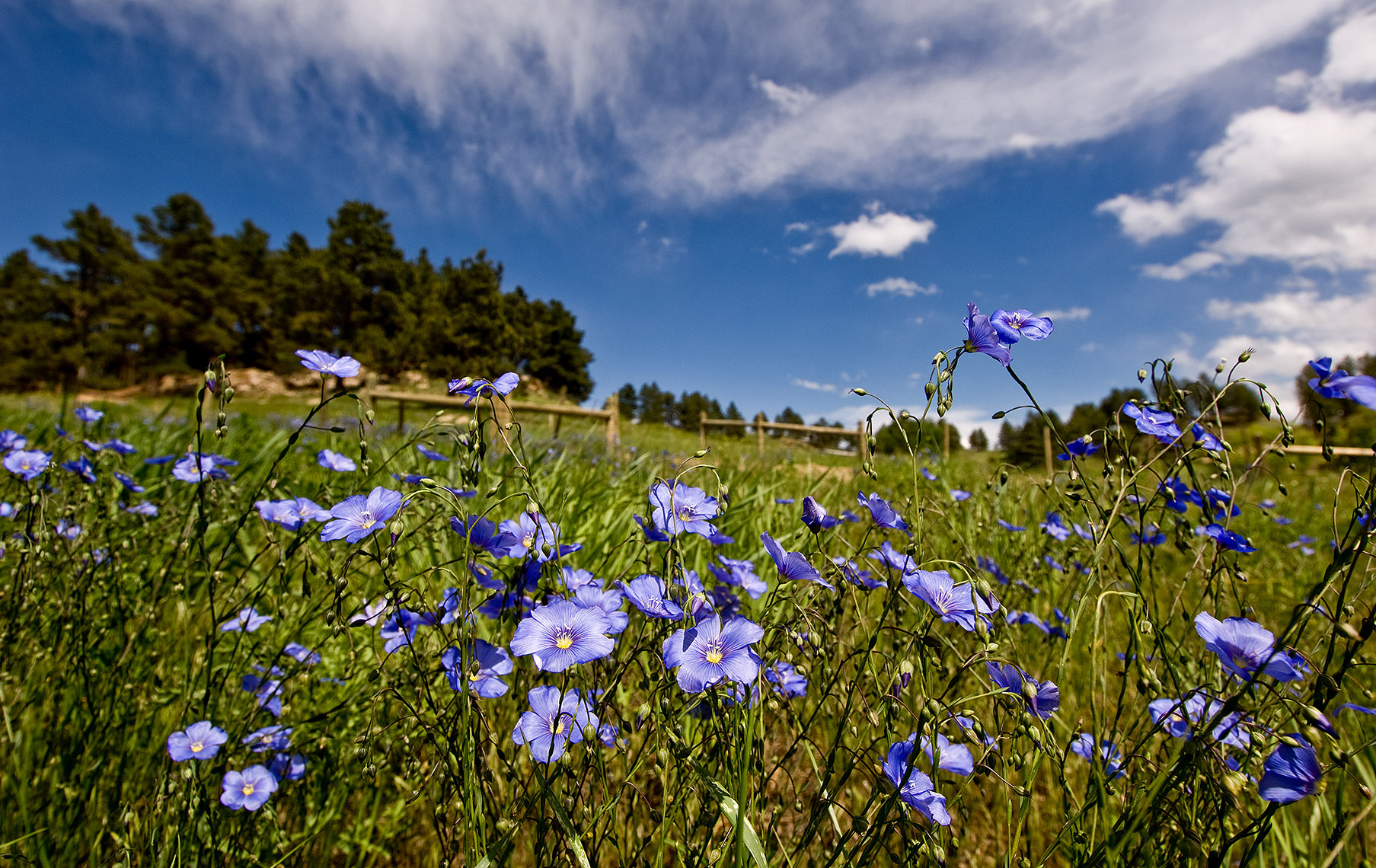 Black Hills Flowers Photograph