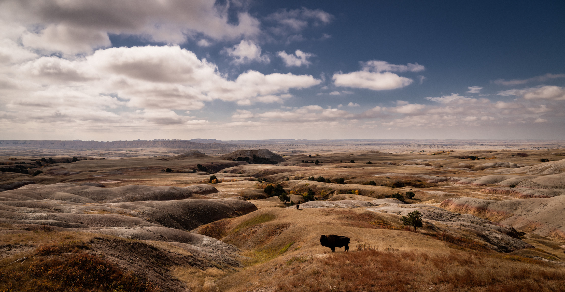 Badlands Bison Photograph