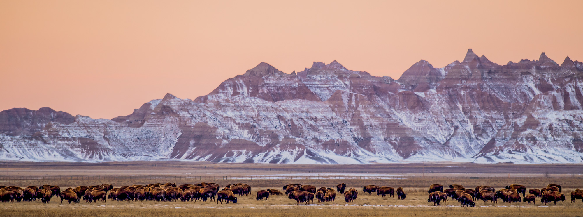 Bison Panoramic