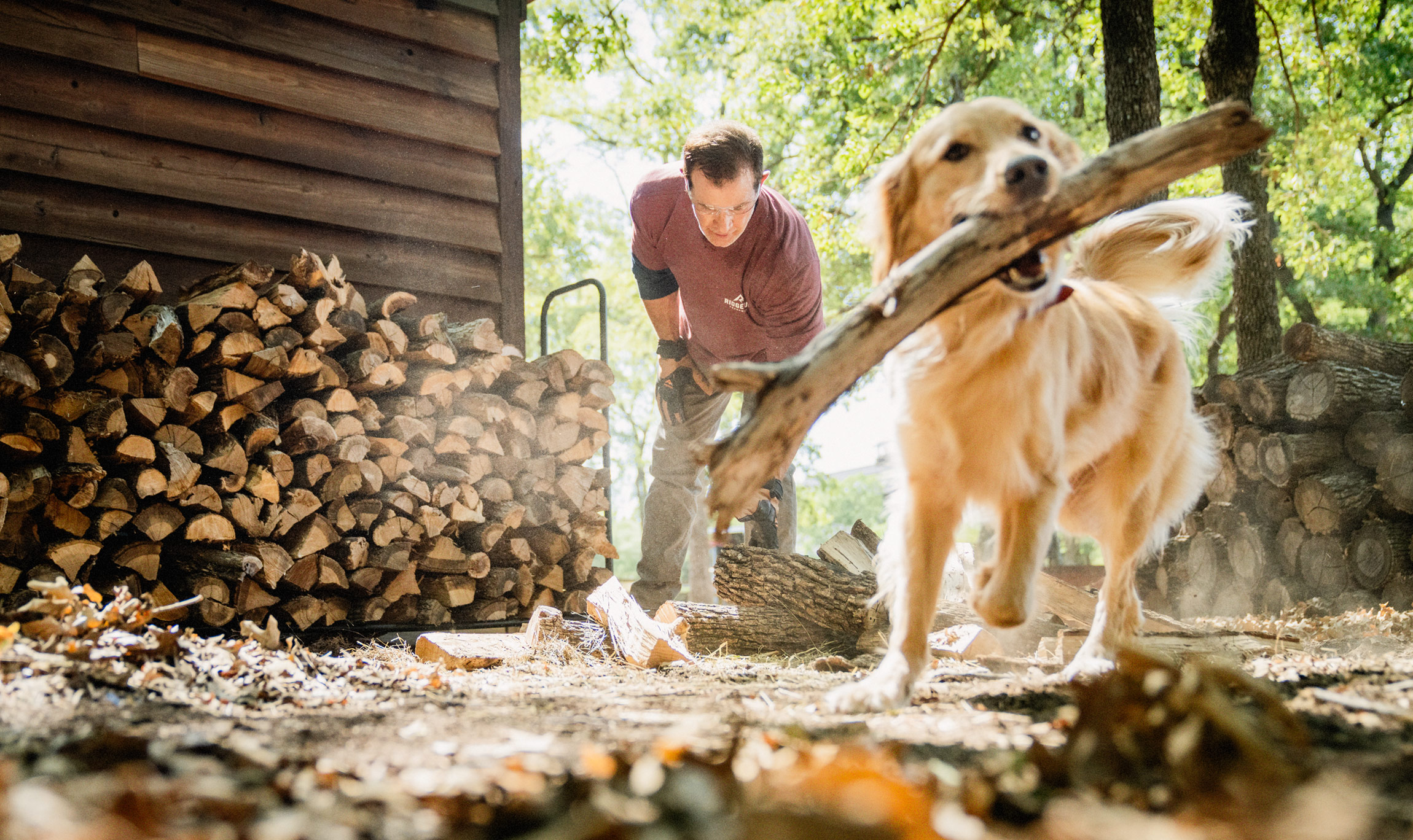Dog with Stick and Woodpile