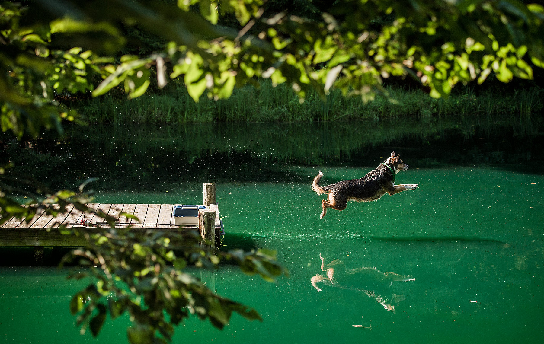 Dog Jumping off Dock