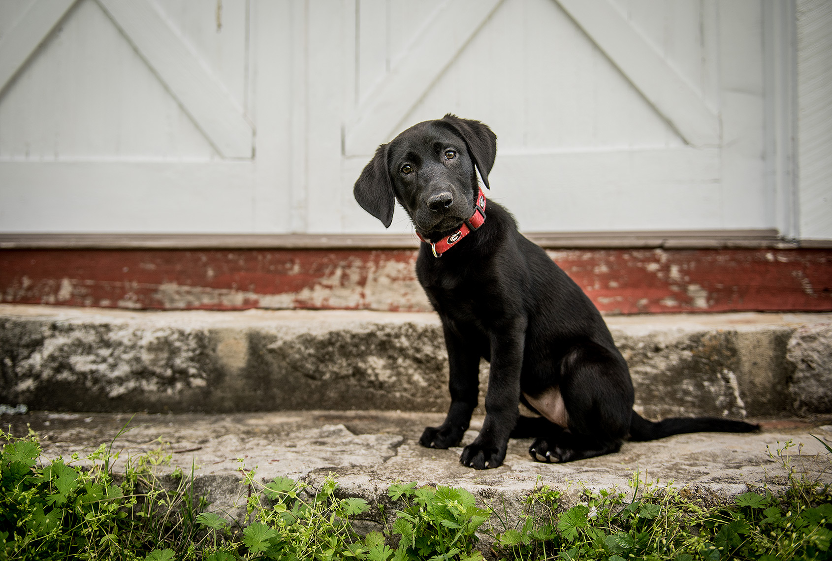 Black Labrador Puppy Portrait
