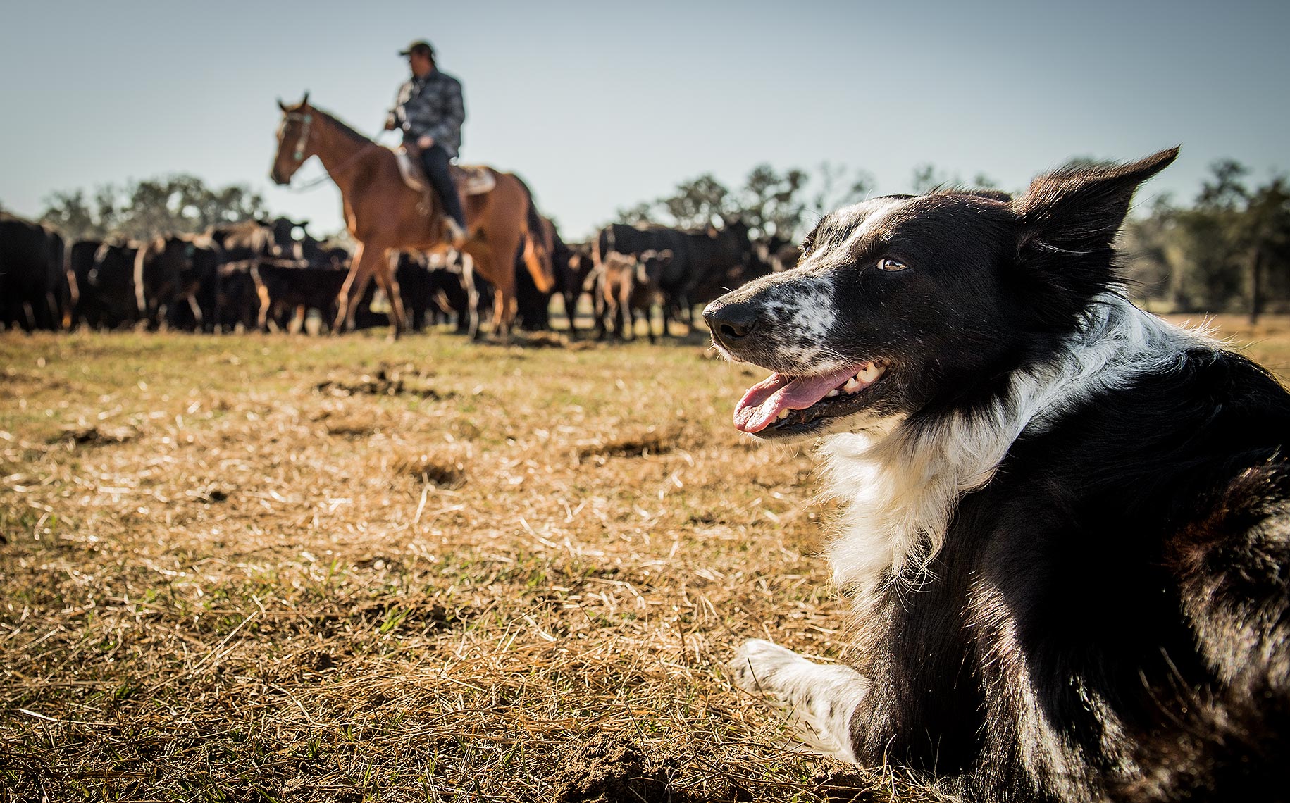 Border Collie Cattle Roundup
