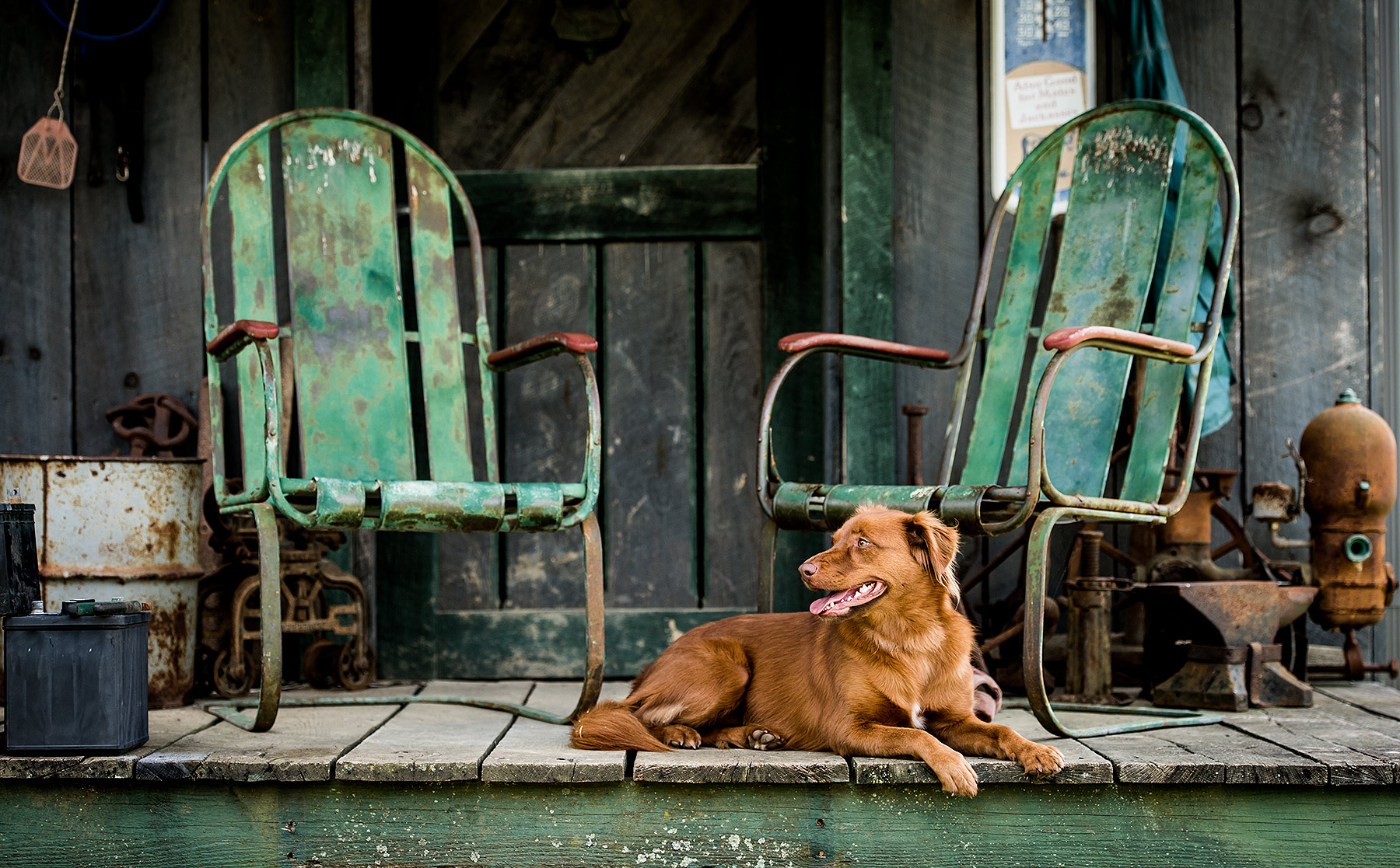 Dog on Front Porch