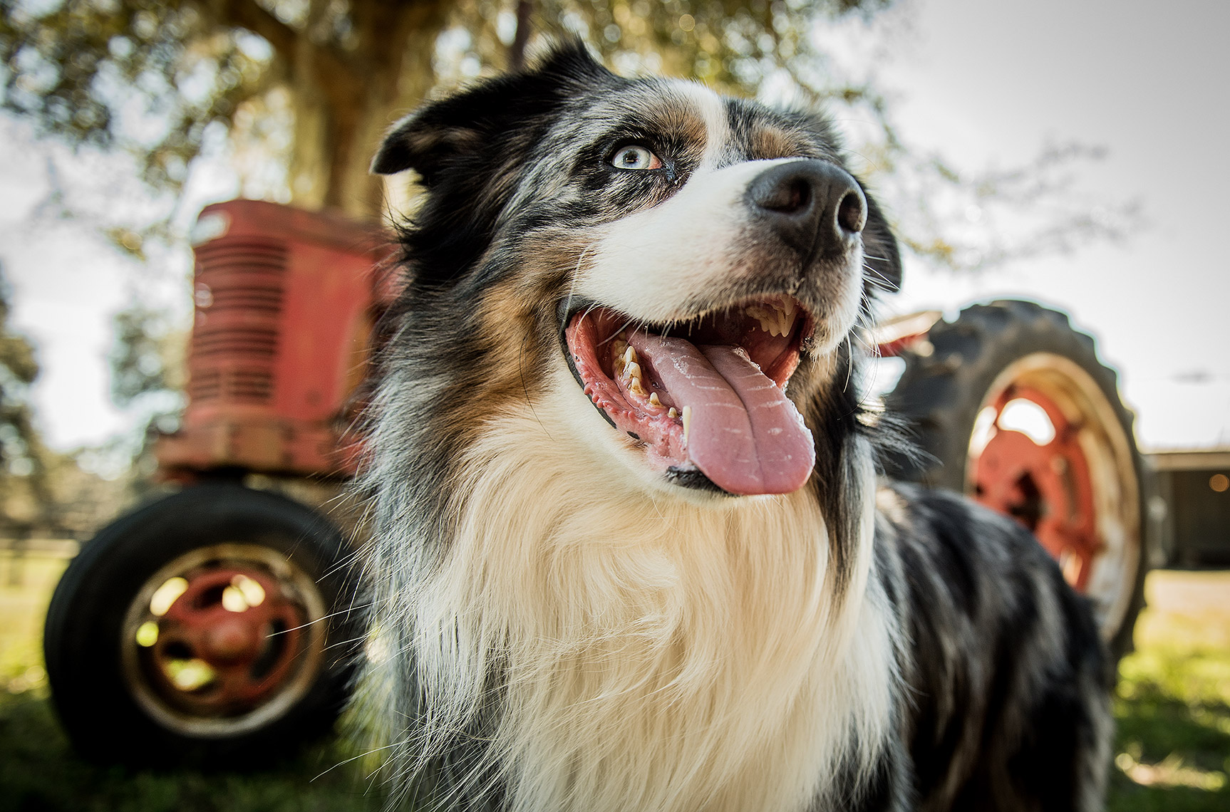 Dog and Tractor