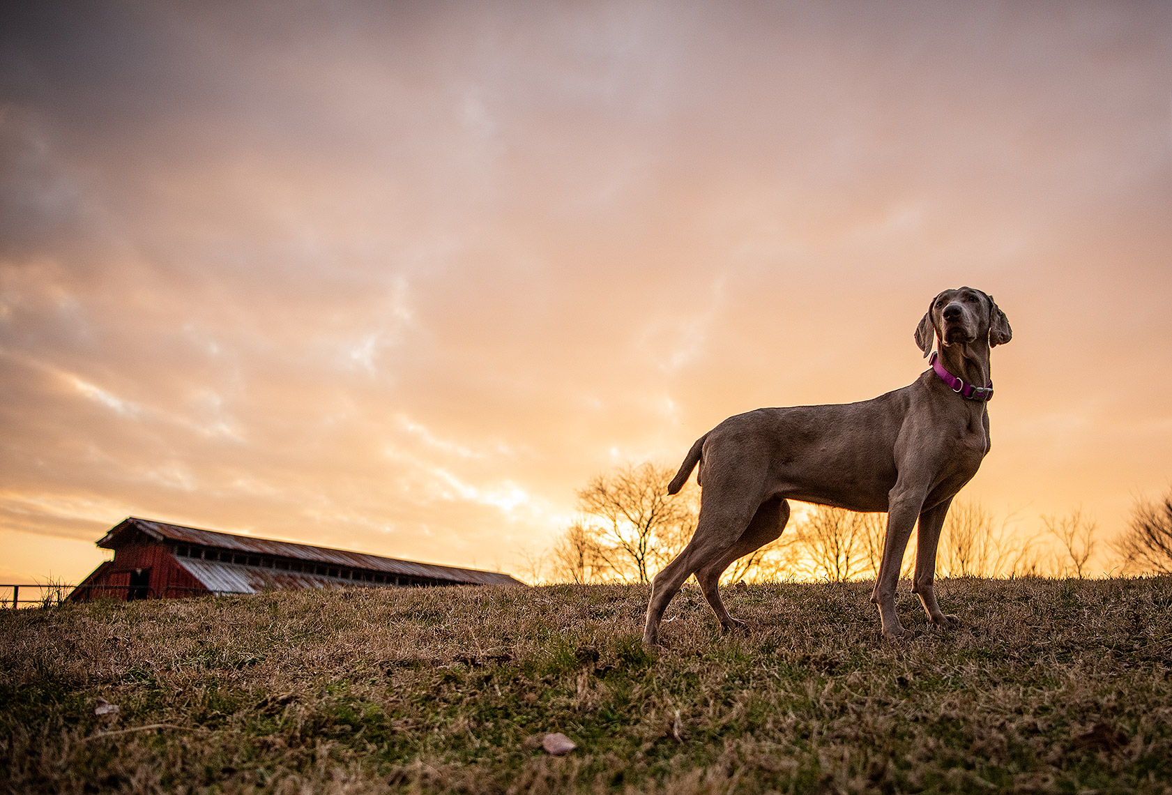 Farm Dog at Sunset