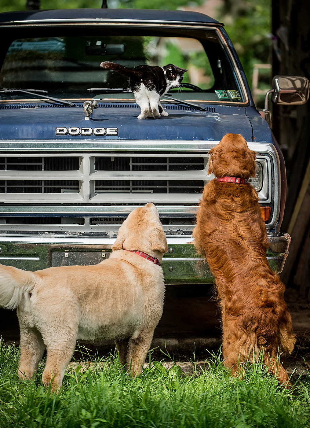 Dogs checking out Cat on Pickup Truck