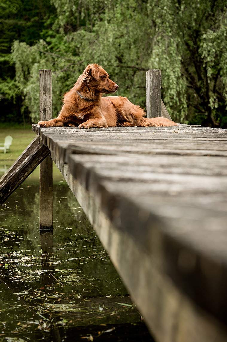 Dog on the Dock Photograph