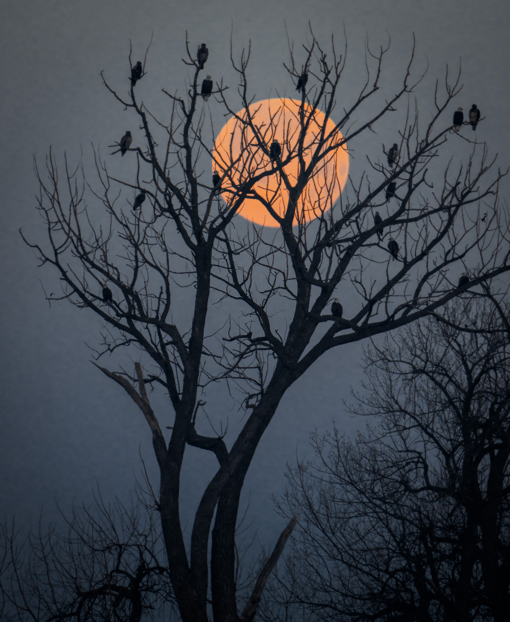 Bald Eagles and Moon Photo