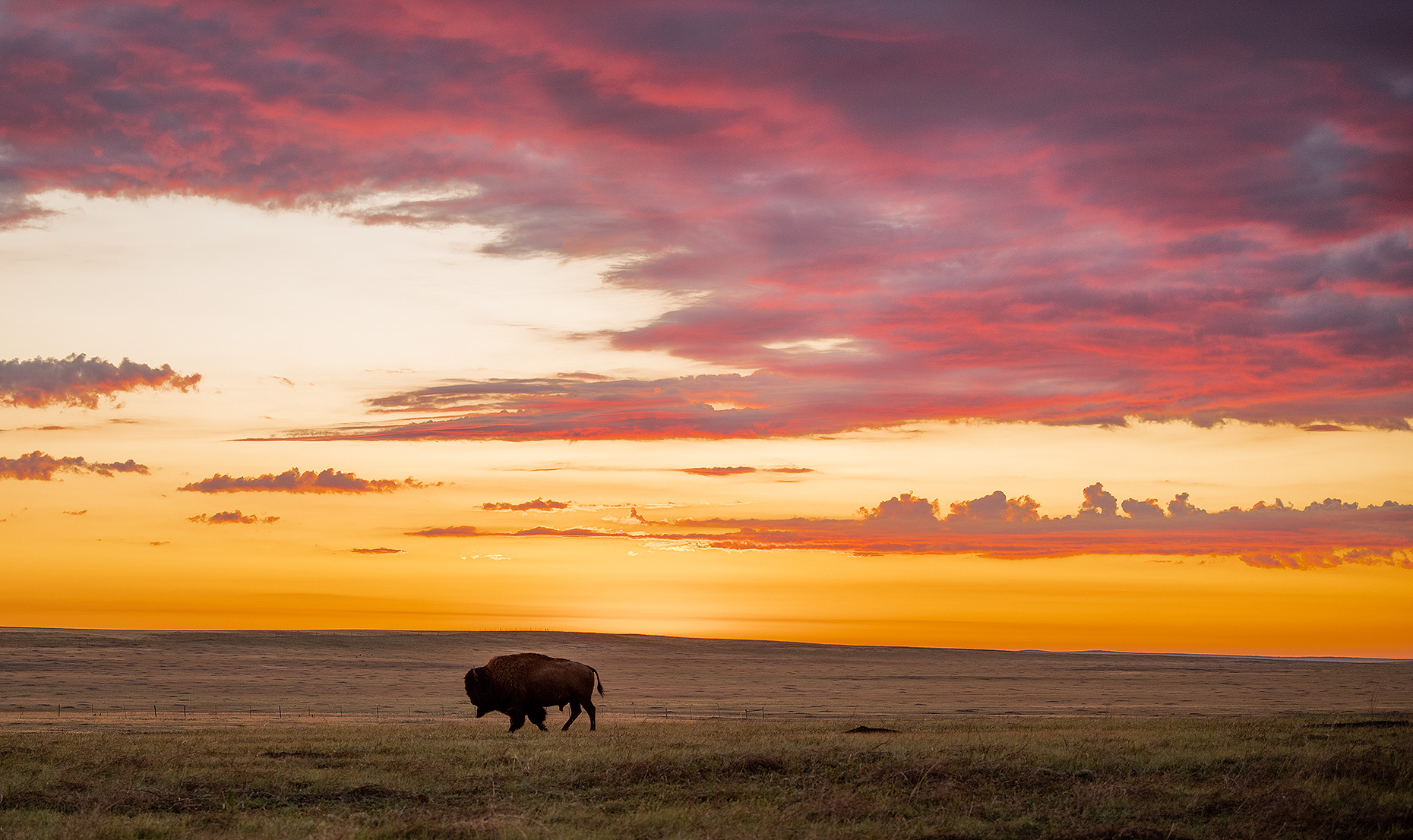 Buffalo and Bison Photography