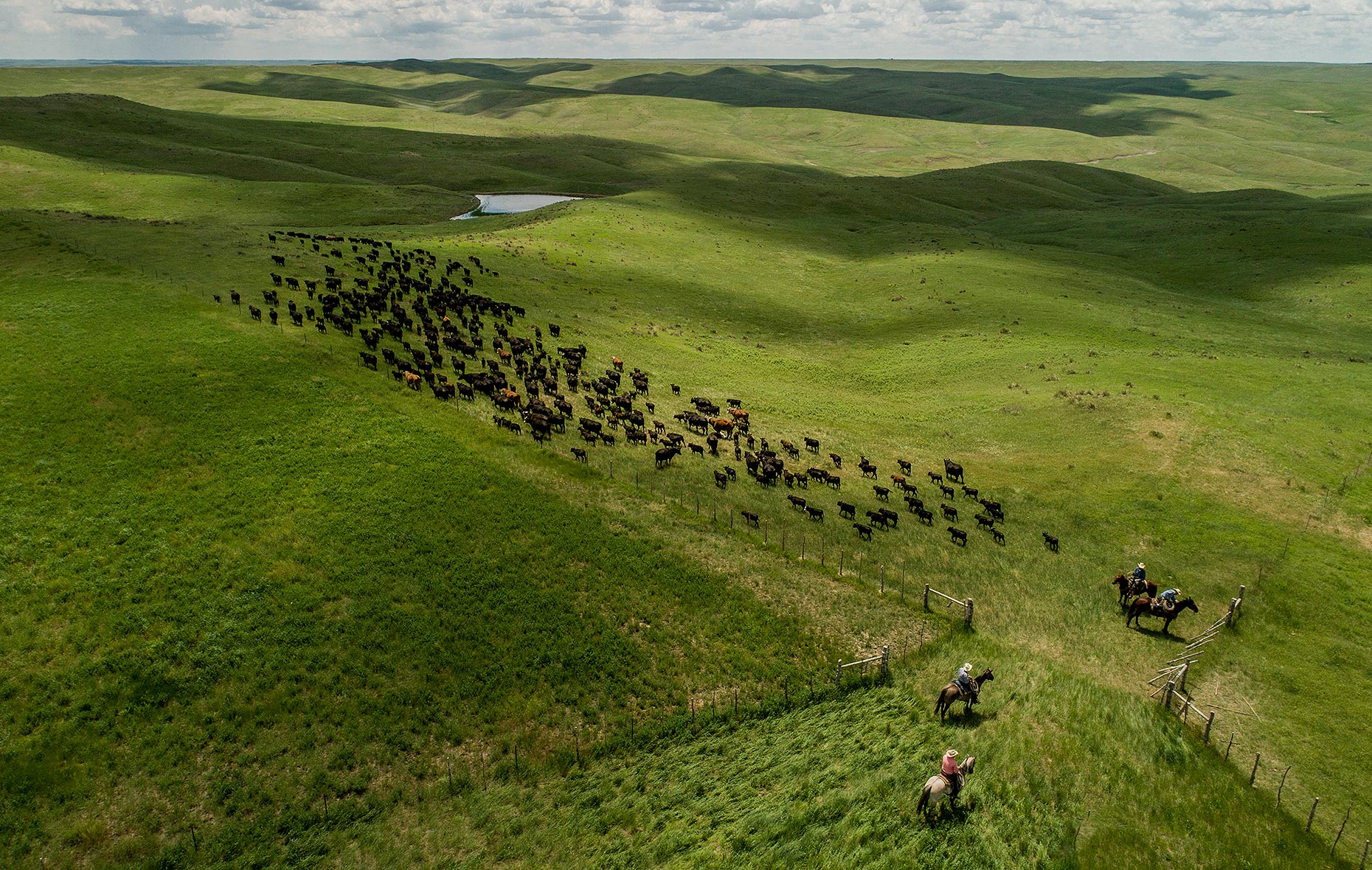 Cattle Roundup Photography