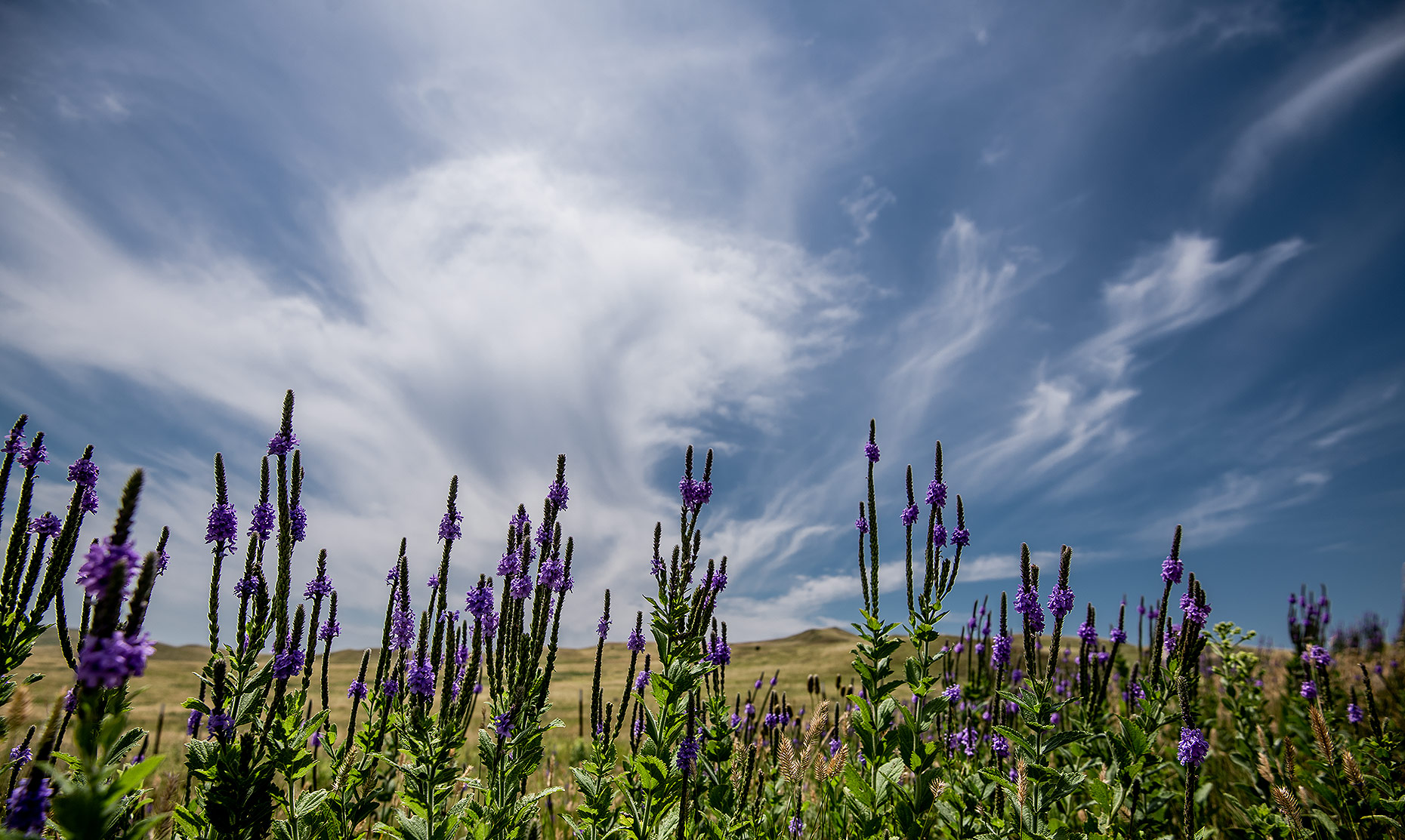 Prairie Flowers and Clouds Photo