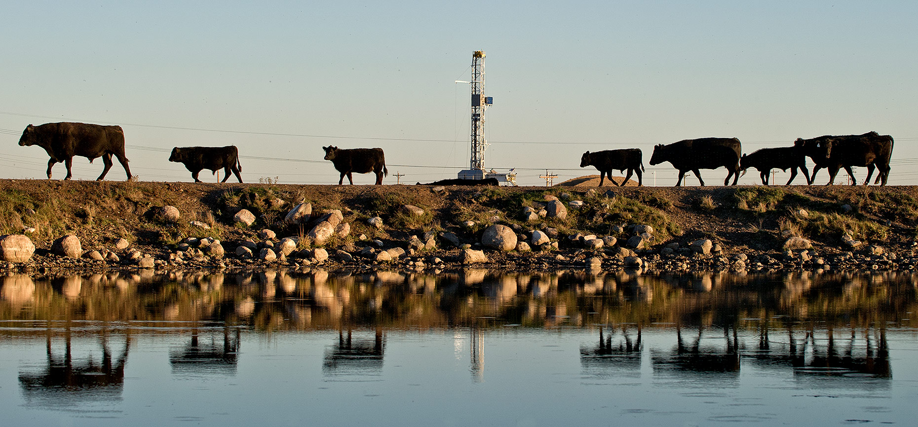Cattle Herd and Oil Rig