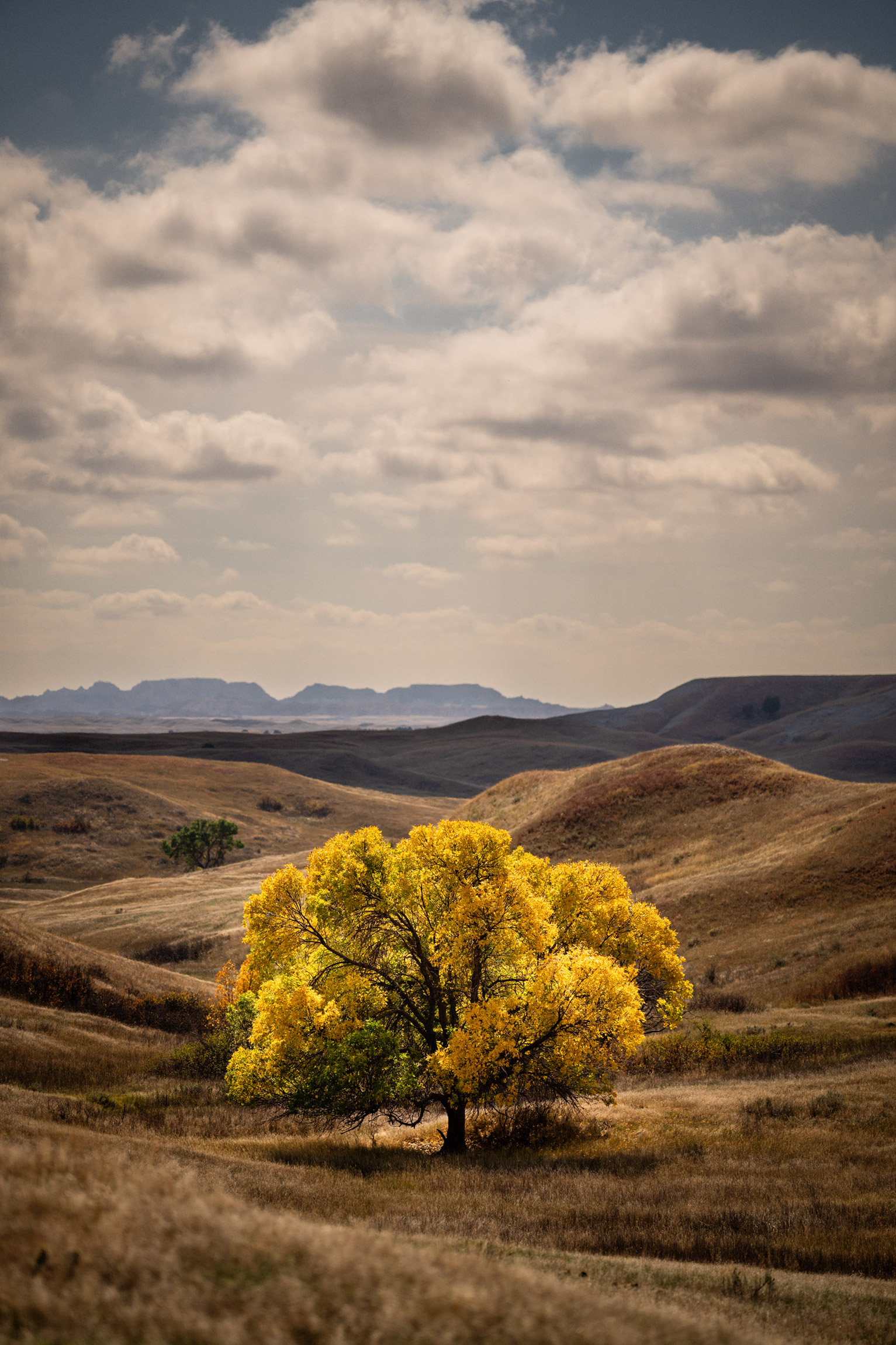 Yellow Tree on the Prairie