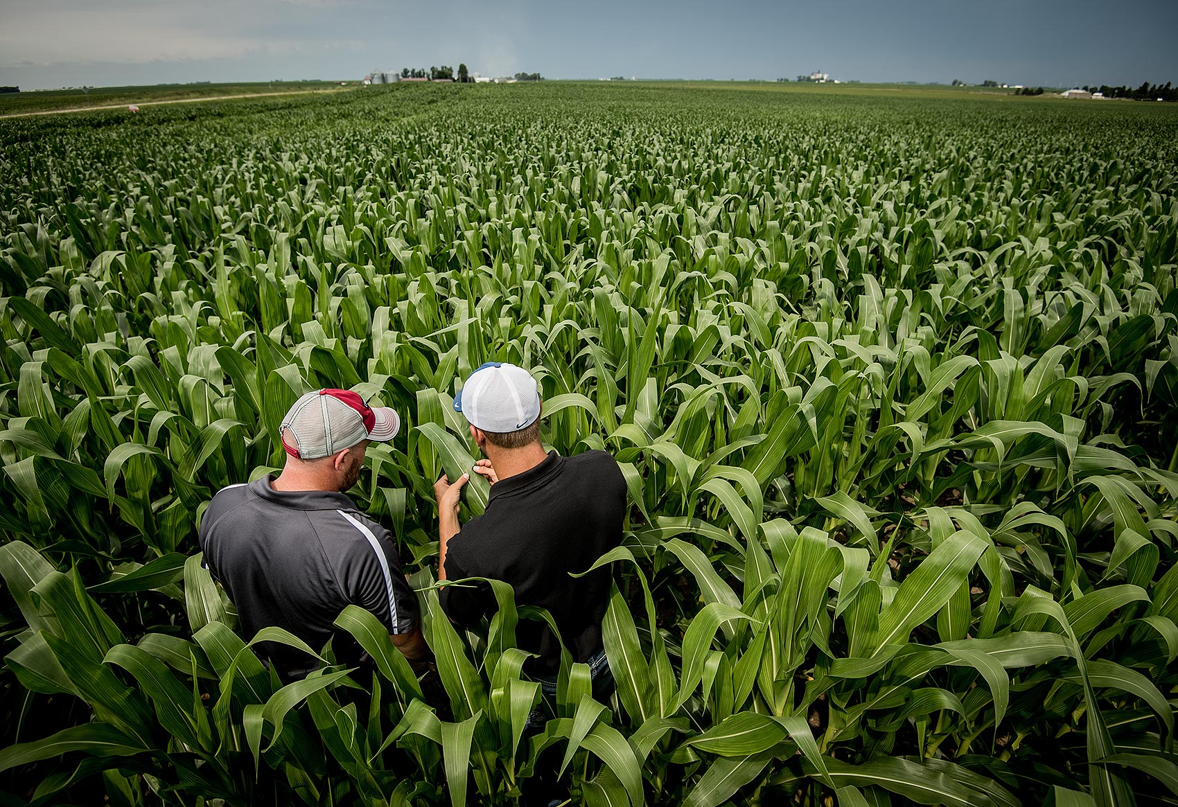 Agronomists Checking Corn in Field