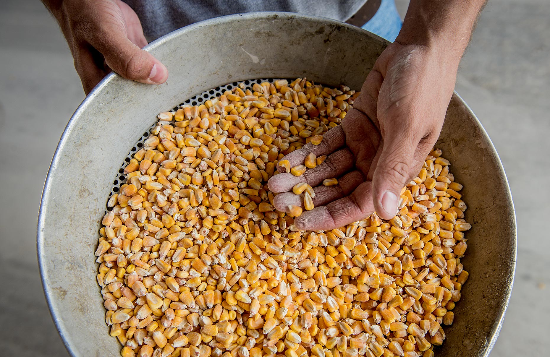 Corn at Grain Elevator
