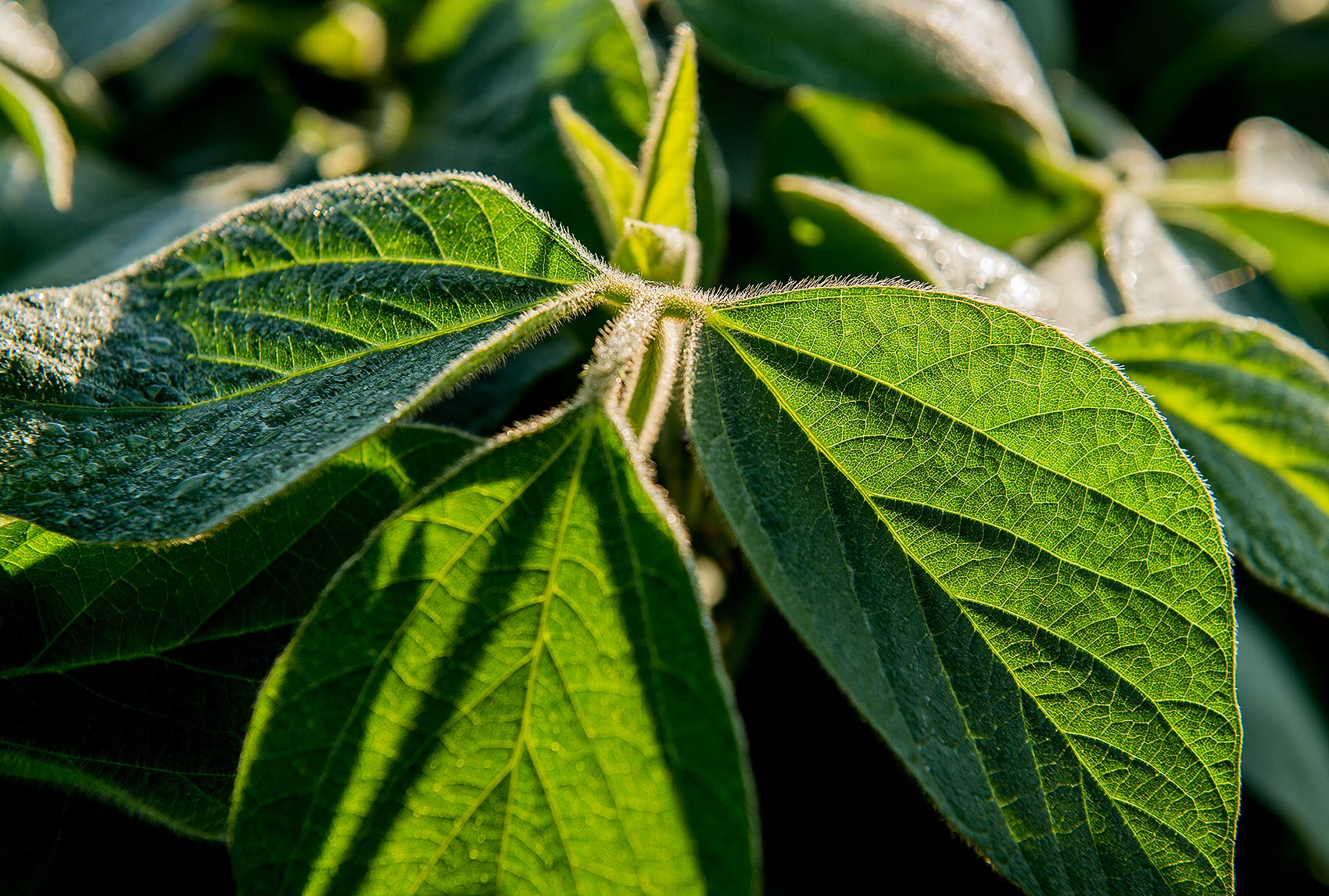 Soybean Plant Photography