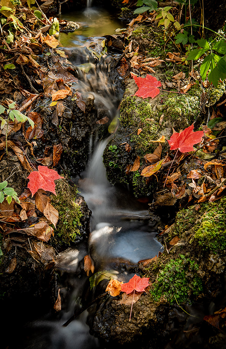Quiet Creek in Fall