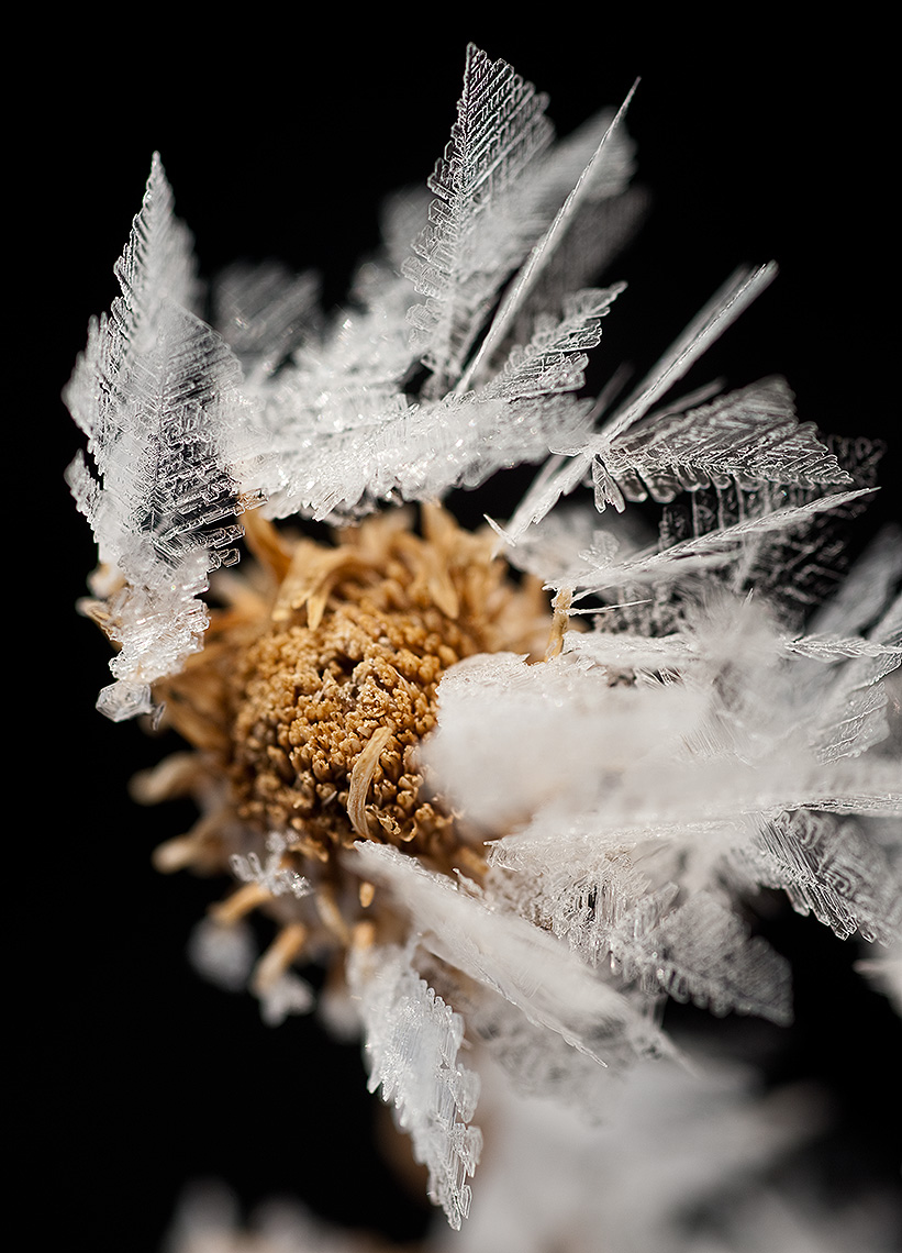 Frost on Dried Sunflower