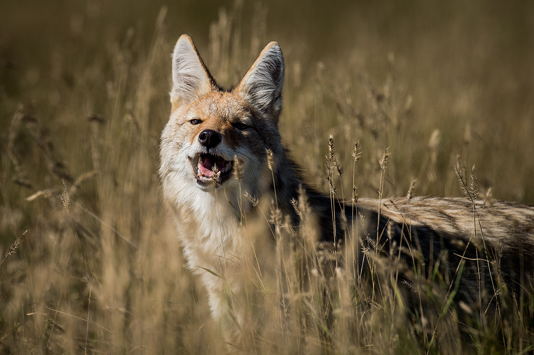 Laughing Coyote on the Prairie