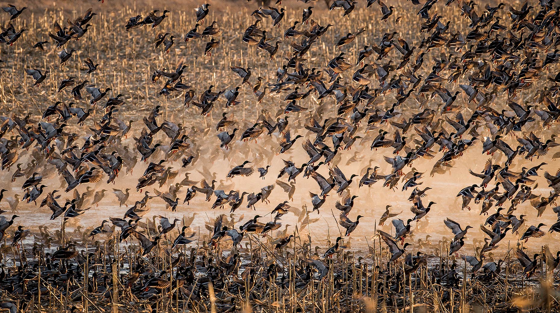 Spring Waterfowl Migration