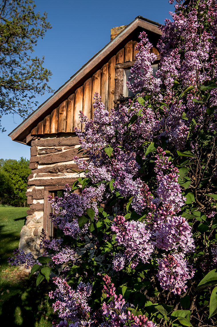 Cabin and Lilacs Photography