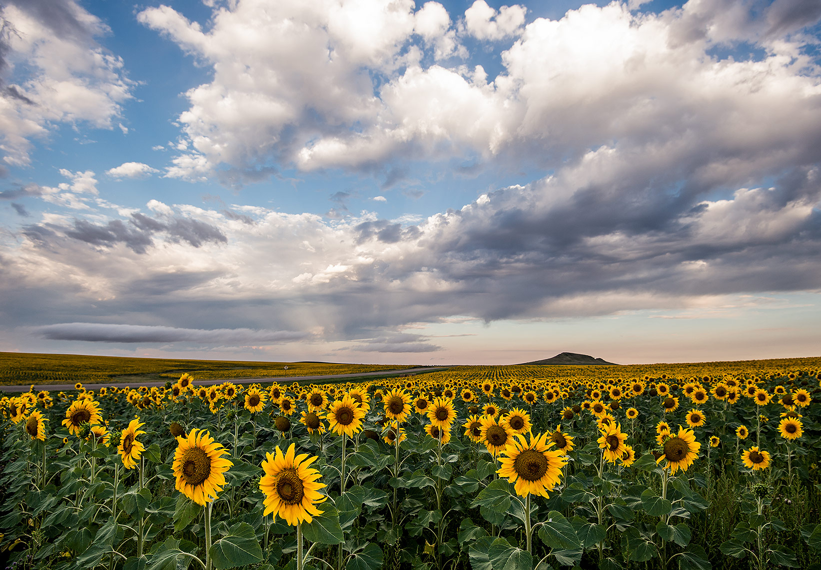 Sunflower Field and Clouds