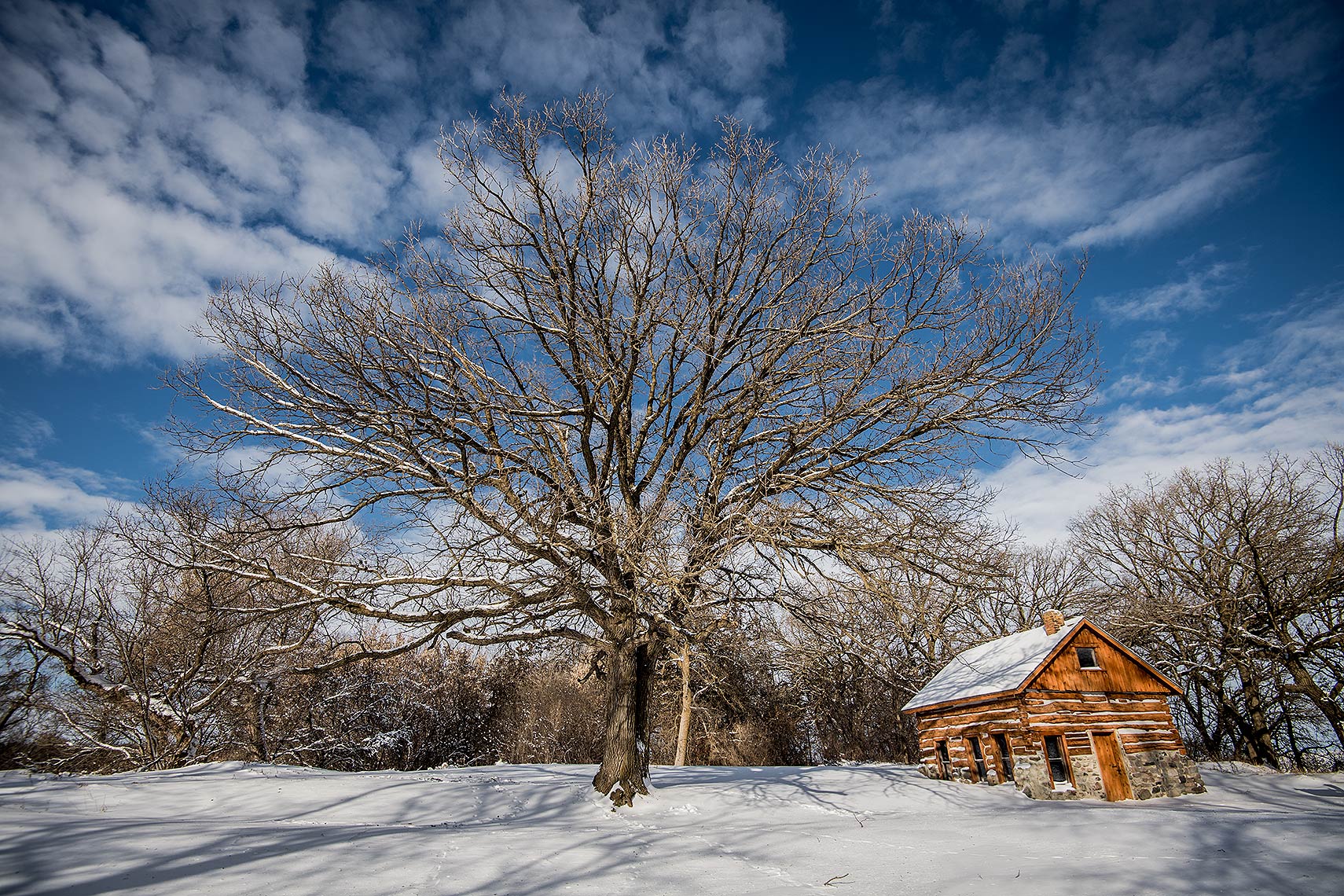 Winter Cabin and Tree