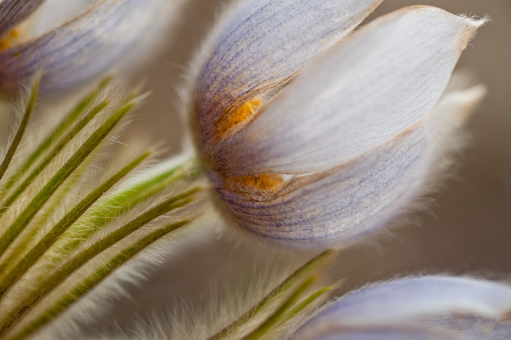 Pasque Flower Photograph