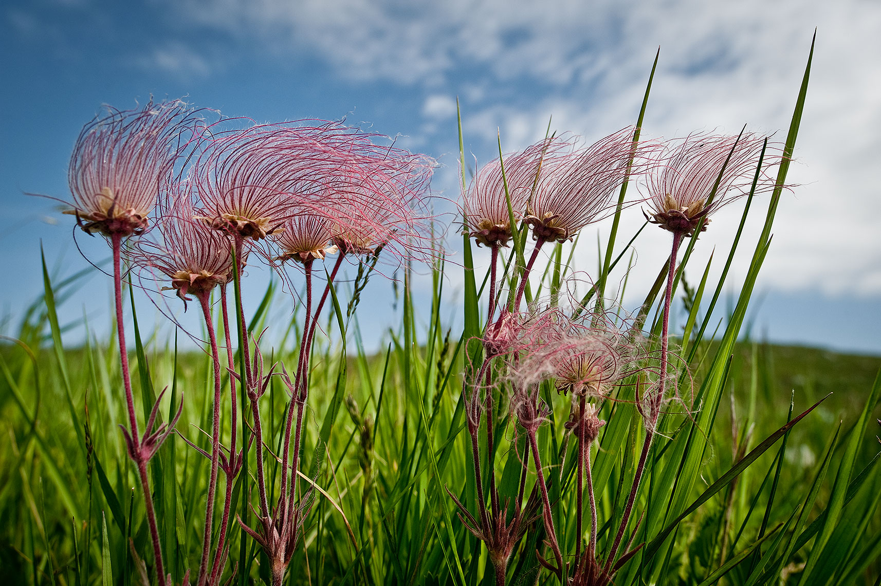 Prairie Smoke Photograph