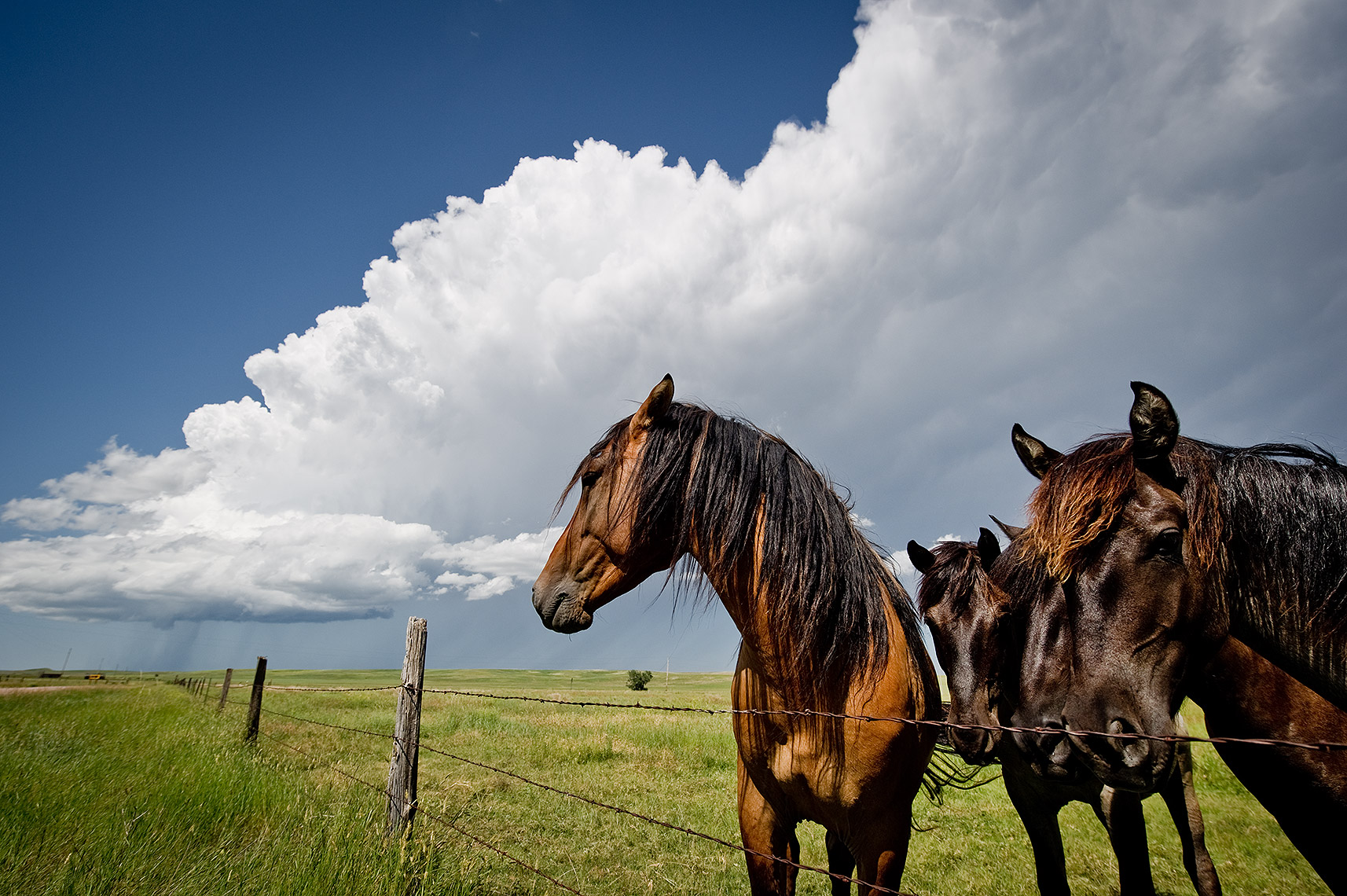 Horses and Thunderstorm
