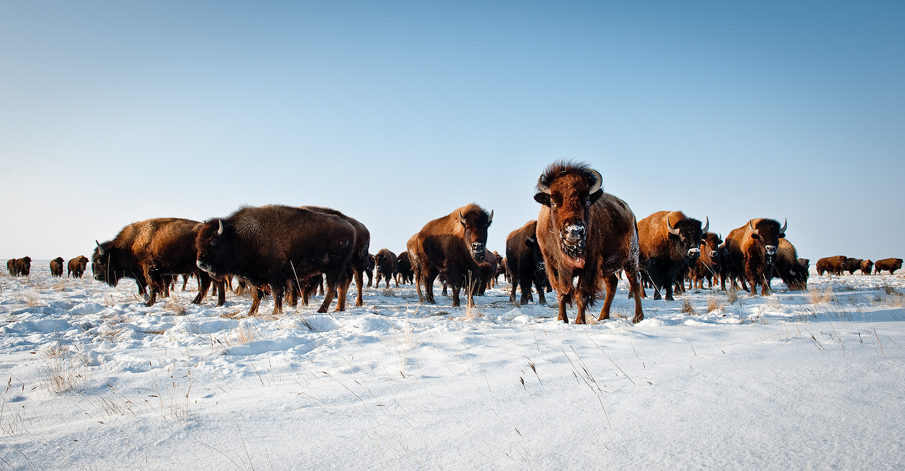 Buffalo Herd in Winter