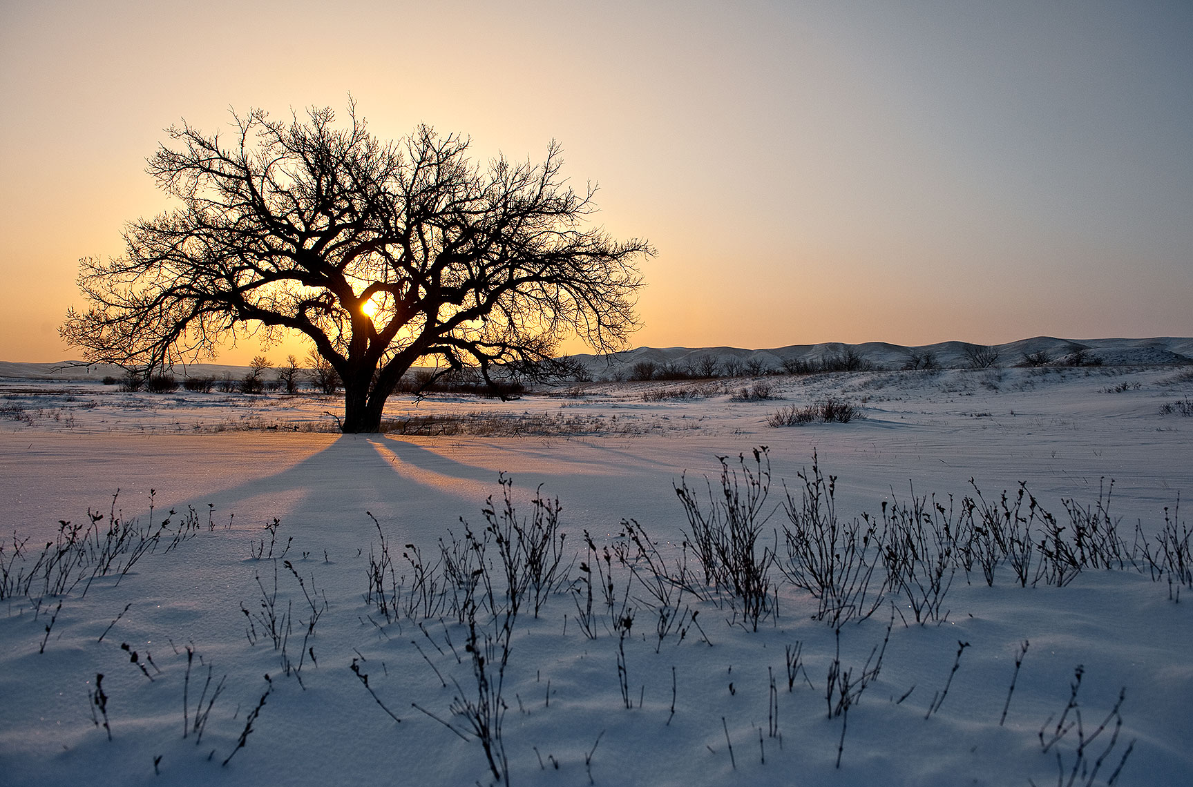 Winter Tree and Sunrise