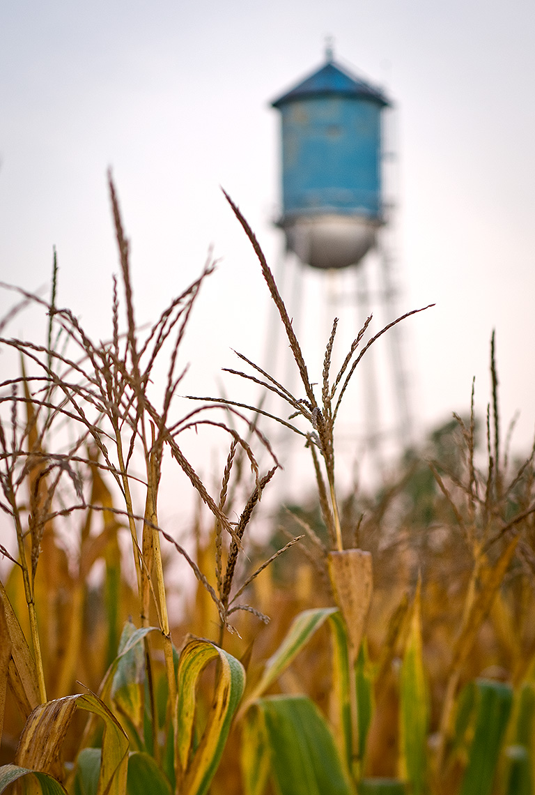 Cornfield and Watertower Photograph