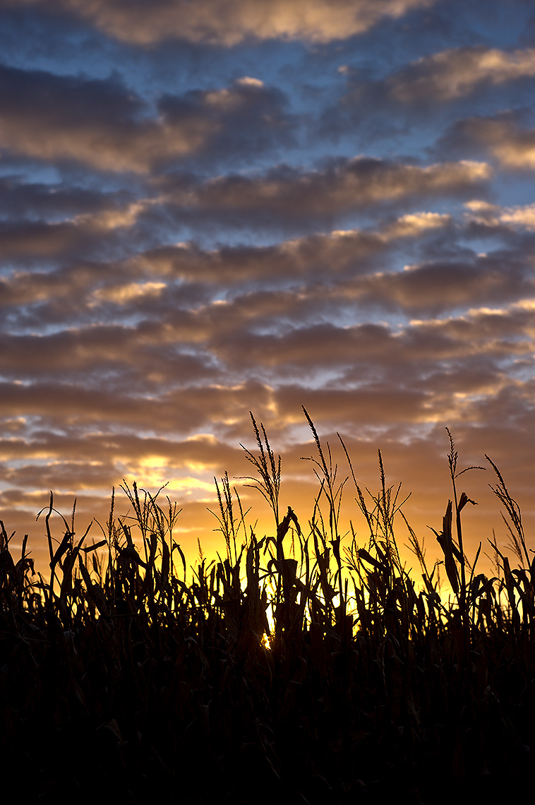 Cornfield and Sunset Photograph